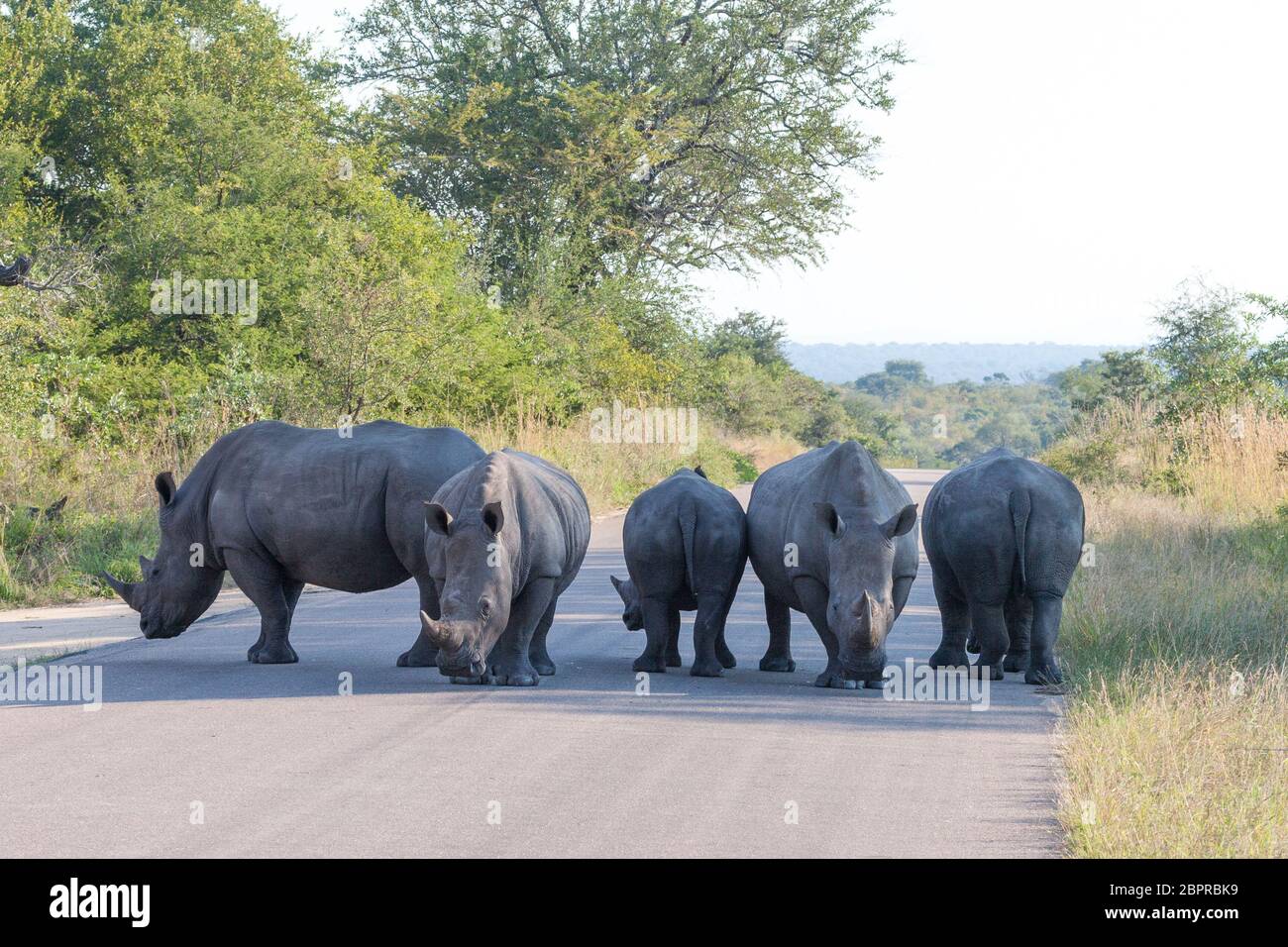5 White Rhino in piedi nel mezzo di una strada turistica che blocca tutto il traffico Kruger Park Sud Africa Foto Stock
