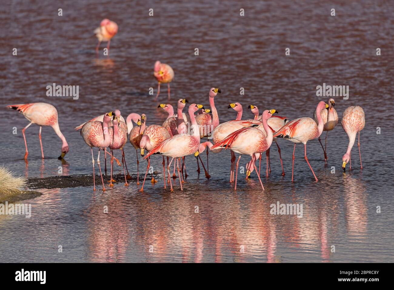 Andenflamingos (Fenicottero andinus) in der Laguna Colorada, 4.323 m Höhe, Grenze zu Chile, Anden, Altiplano, Reserva Nacional de Fauna Andina Edua Foto Stock