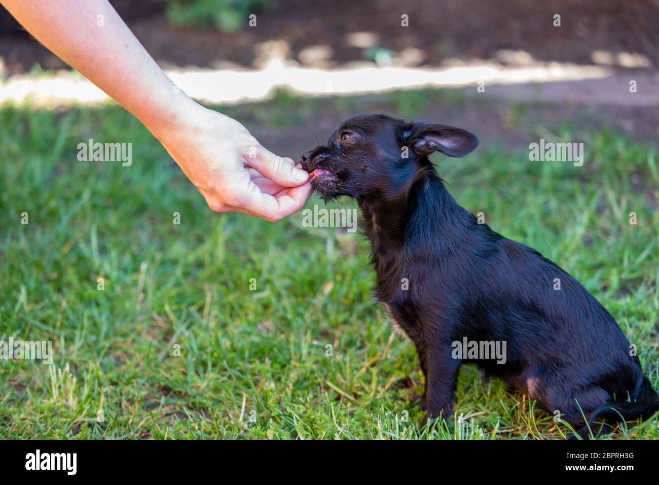 donna si allena con un giovane poodle chihuahua mix (chipoo) Foto Stock