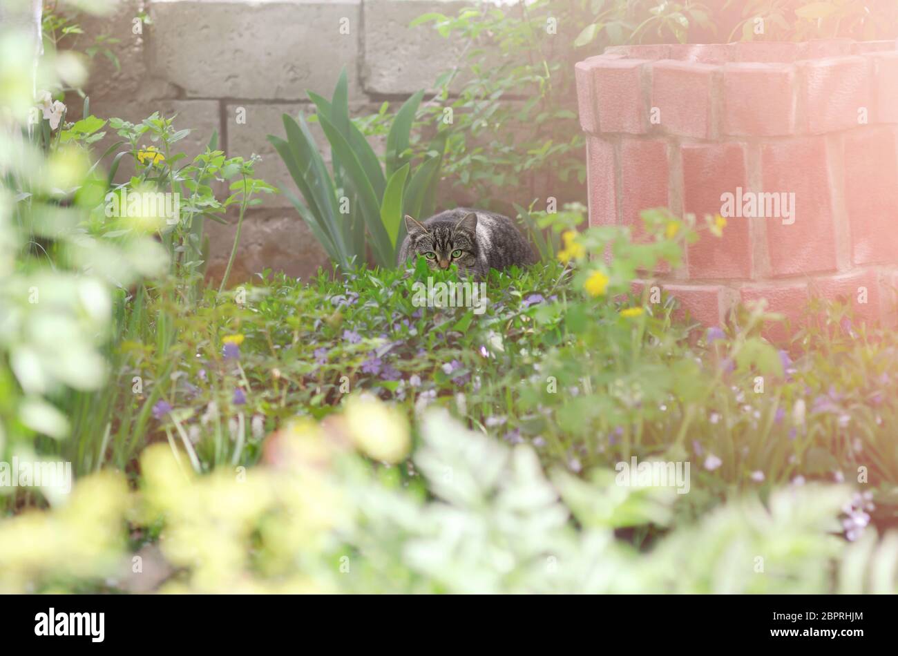 Gatto grigio dagli occhi verdi che si nasconde nell'erba del giardino. Messa a fuoco selettiva Foto Stock