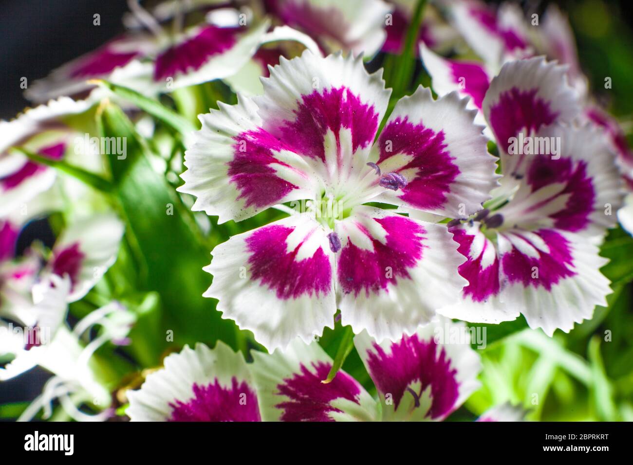 Cravina Dianthus chinensis Fiori (Cina) rosa Foto Stock