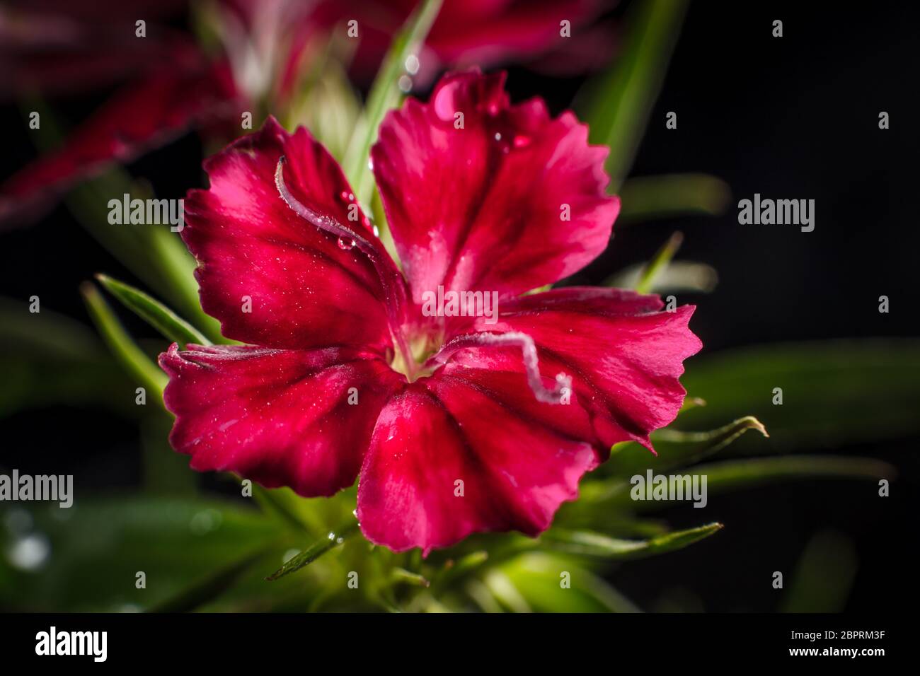 Cravina Dianthus chinensis Fiori (Cina) rosa Foto Stock