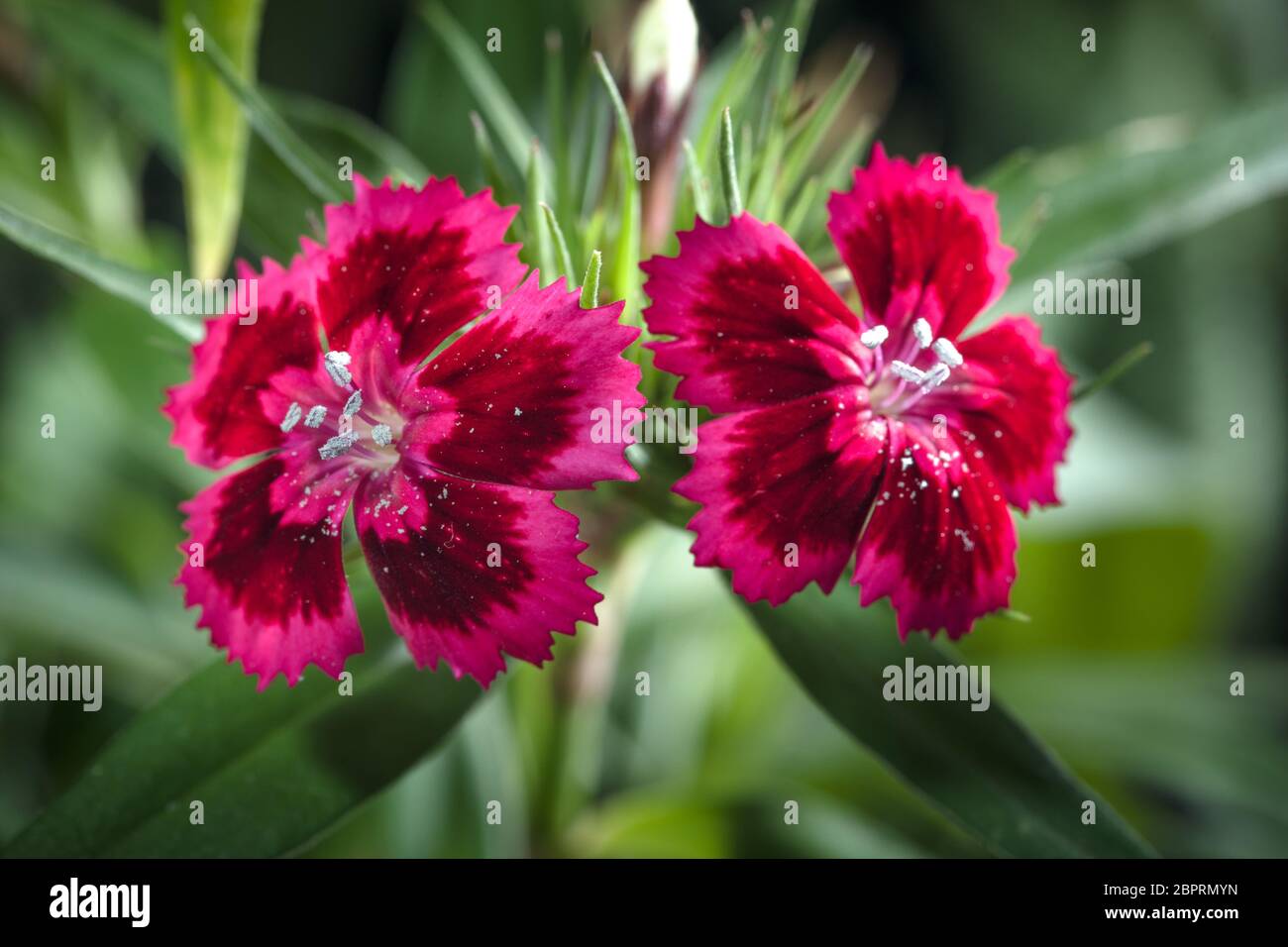 Cravina Dianthus chinensis Fiori (Cina) rosa Foto Stock