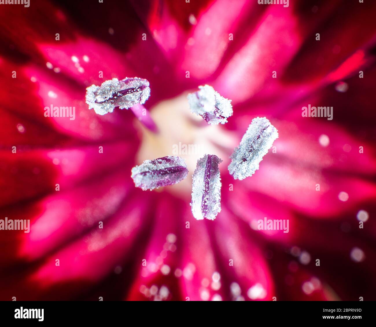 Cravina Dianthus chinensis Fiori (Cina) rosa Foto Stock