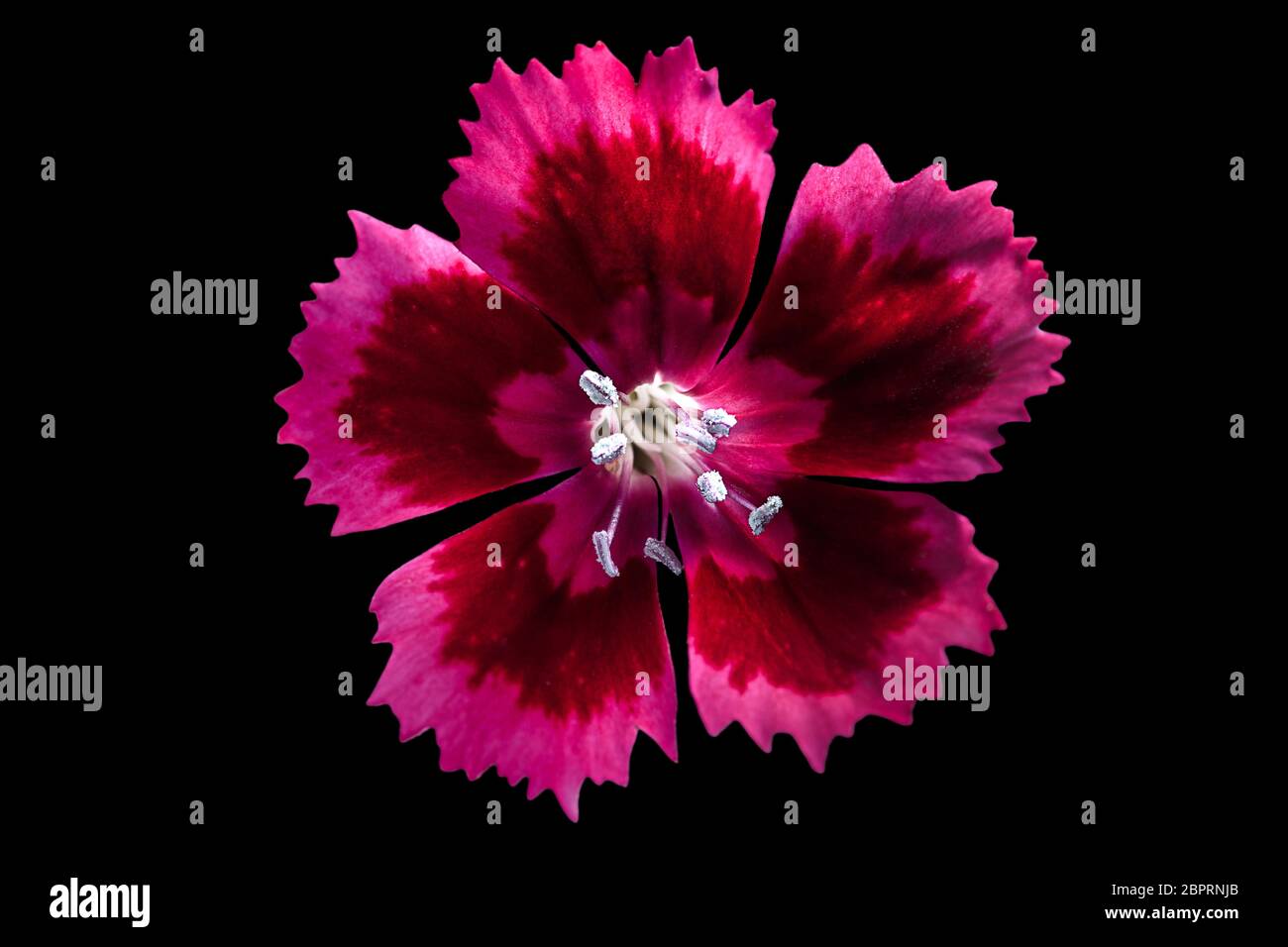 Cravina Dianthus chinensis Fiori (Cina) rosa Foto Stock