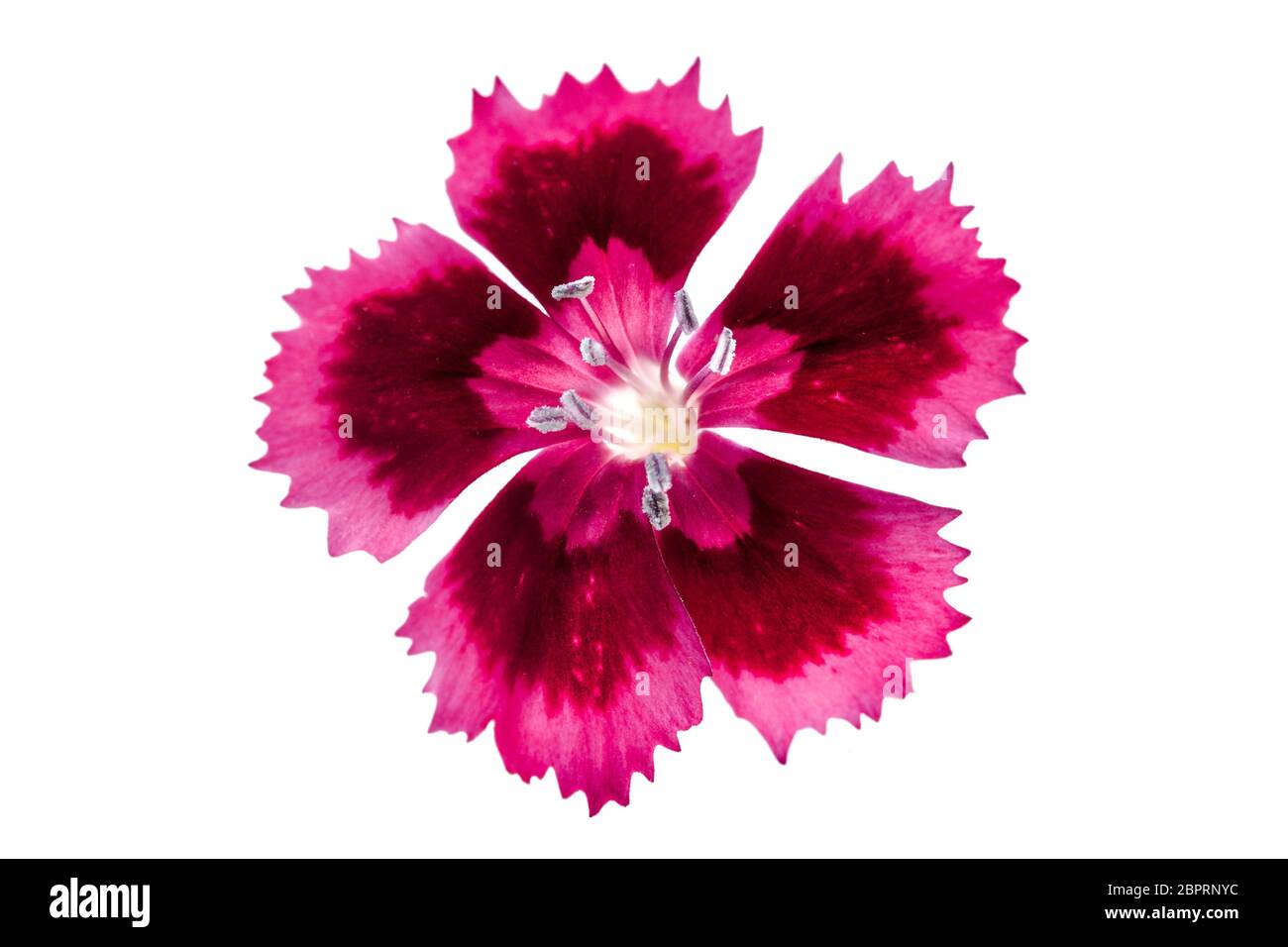 Cravina Dianthus chinensis Fiori (Cina) rosa Foto Stock