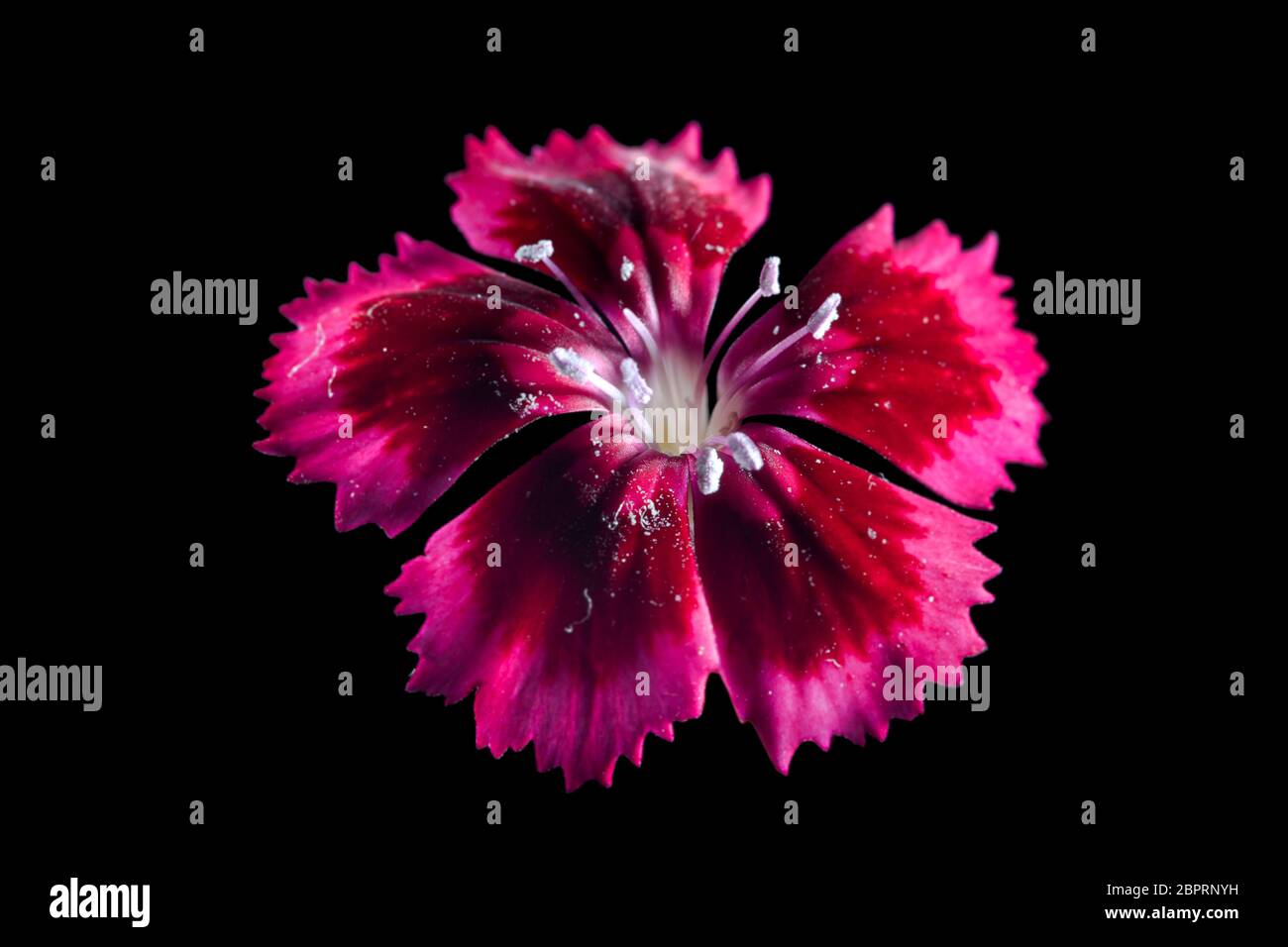 Cravina Dianthus chinensis Fiori (Cina) rosa Foto Stock