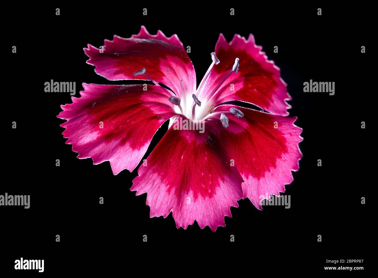 Cravina Dianthus chinensis Fiori (Cina) rosa Foto Stock