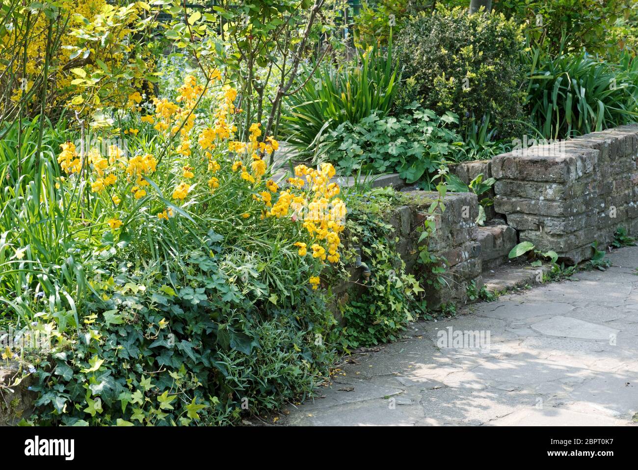 Yellow Wallflower che cresce su muro di mattoni, Culpeper Community Garden un giardino urbano nel London Borough di Islington, Inghilterra Gran Bretagna Foto Stock