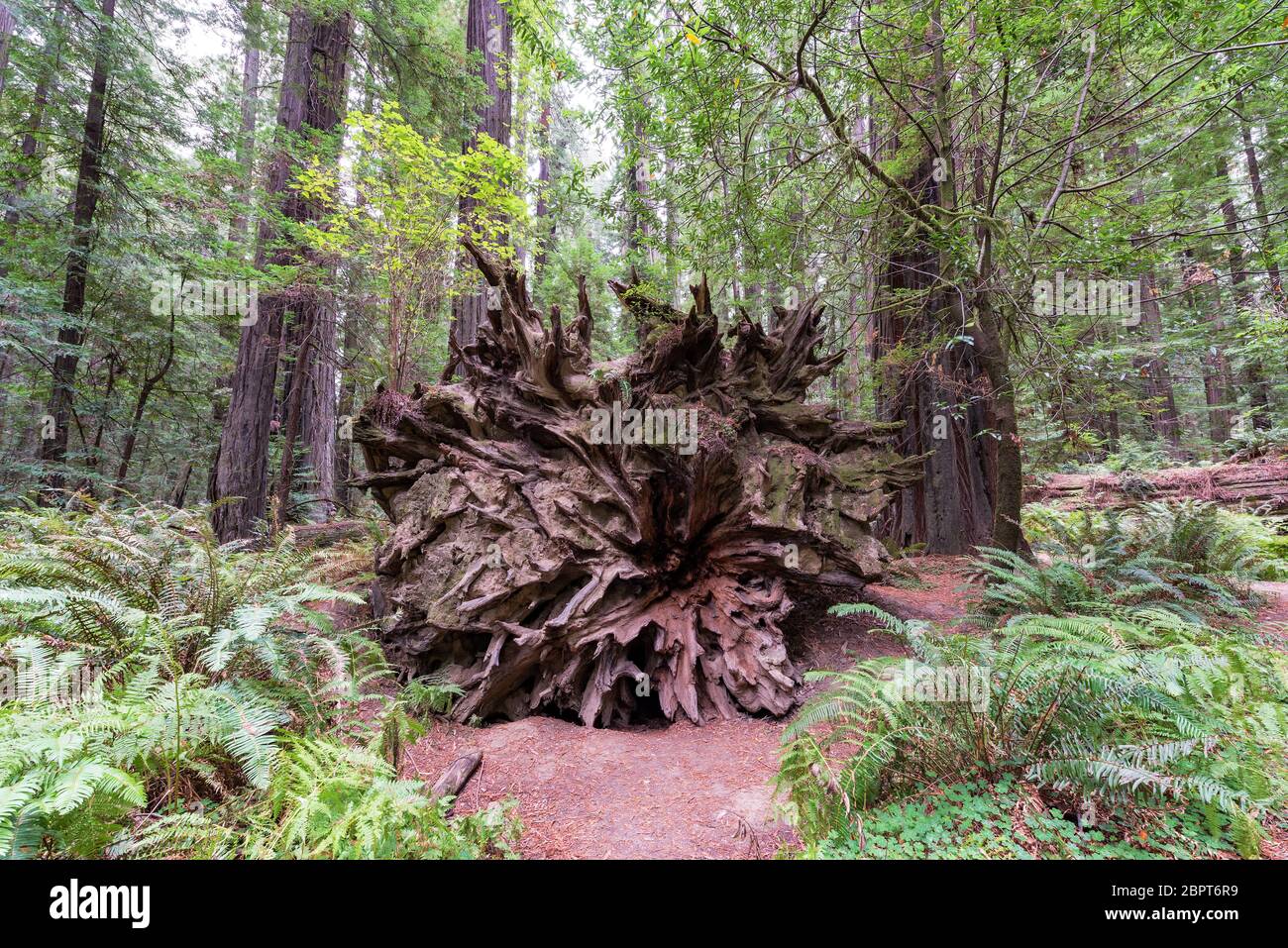 Vista di un caduto albero di sequoia in Humboldt Redwoods State Park in California Foto Stock