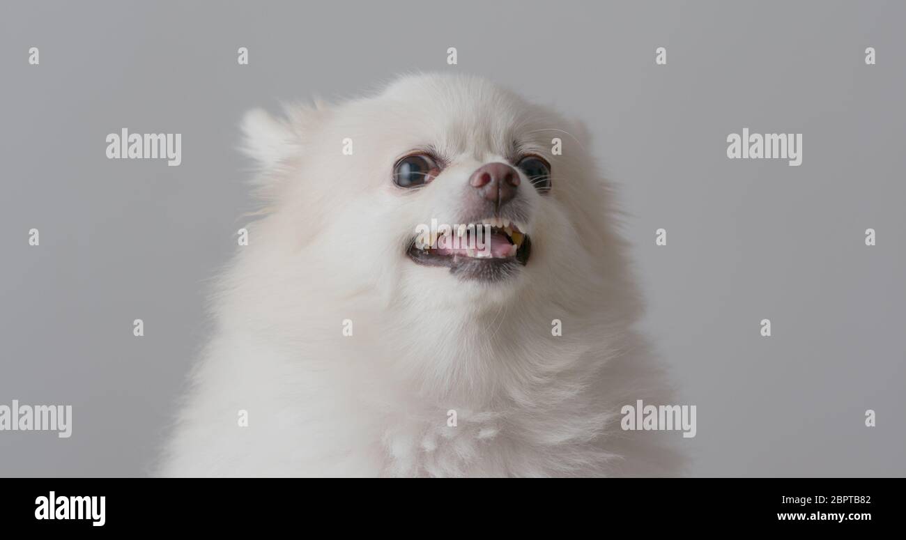 Arrabbiato cane bianco pommeriano Foto Stock
