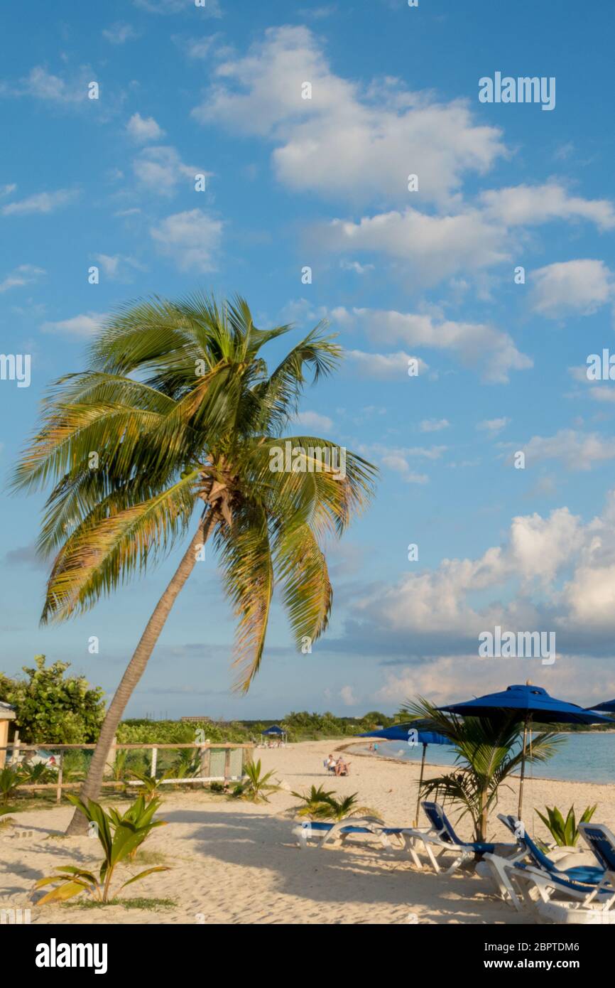 Una palma sulla bellissima spiaggia di Rendez-vous ad Anguilla Foto Stock