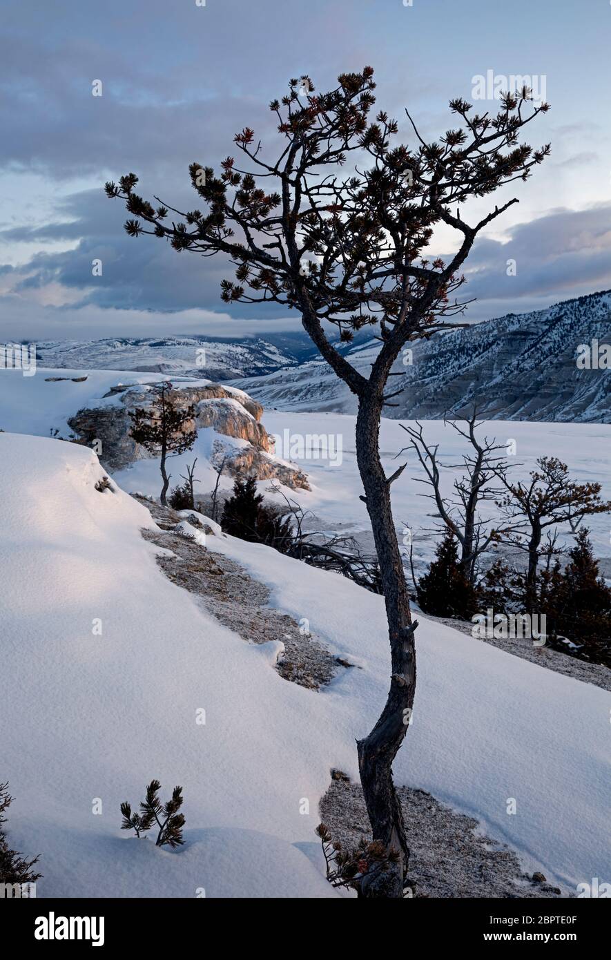 WY04463-00...WYOMING - Terrazza principale coperta di neve all'alba nell'area delle sorgenti termali di Mammoth del Parco Nazionale di Yellowstone. Foto Stock