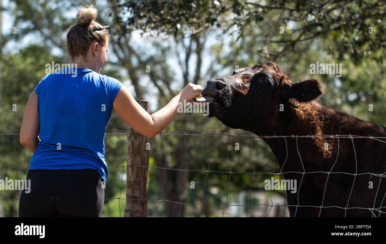 Nutrendo il toro con erba sulla fattoria Foto Stock