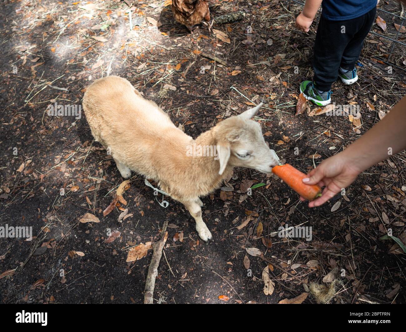 Capra che mangia carota dalla mano Foto Stock