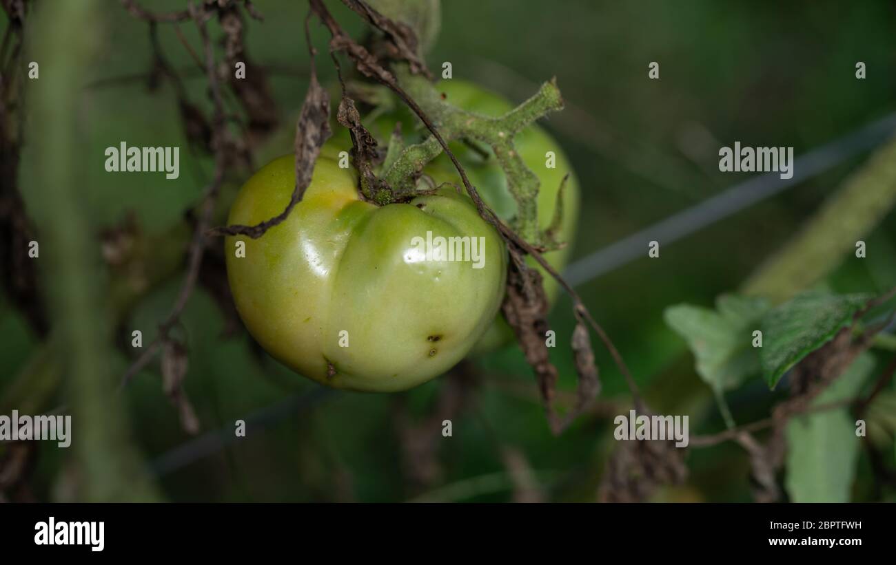 Pomodoro verde grande unmaturo in azienda Foto Stock