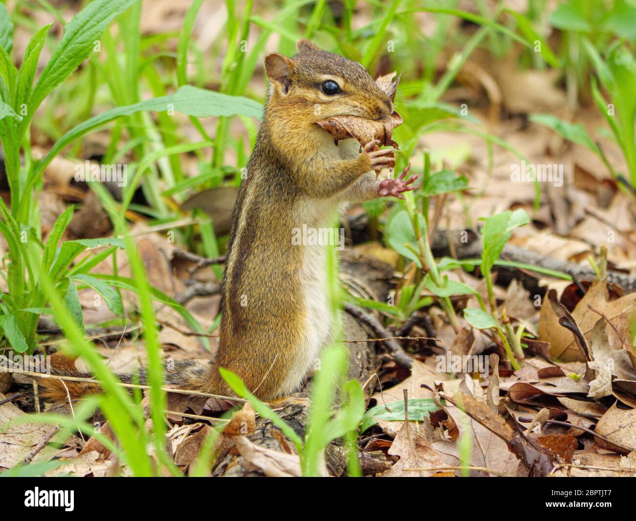 Un cippmungo orientale raccoglie foglie morte per il suo nido. Thatcher Woods Forest Preserve, Cook County, Illinois. Foto Stock