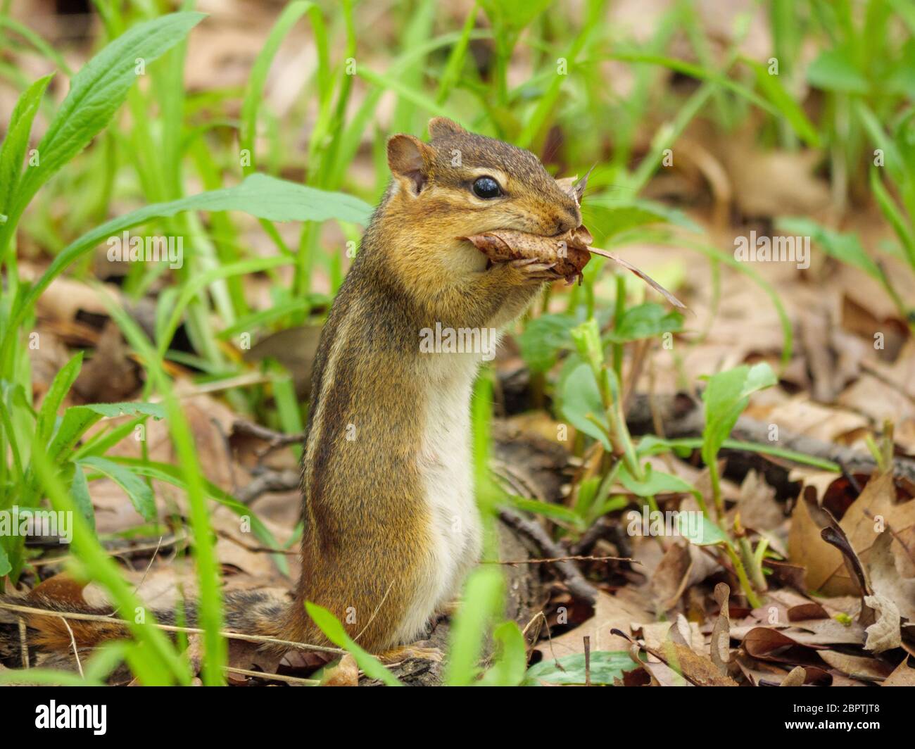 Un cippmungo orientale raccoglie foglie morte per il suo nido. Thatcher Woods Forest Preserve, Cook County, Illinois. Foto Stock