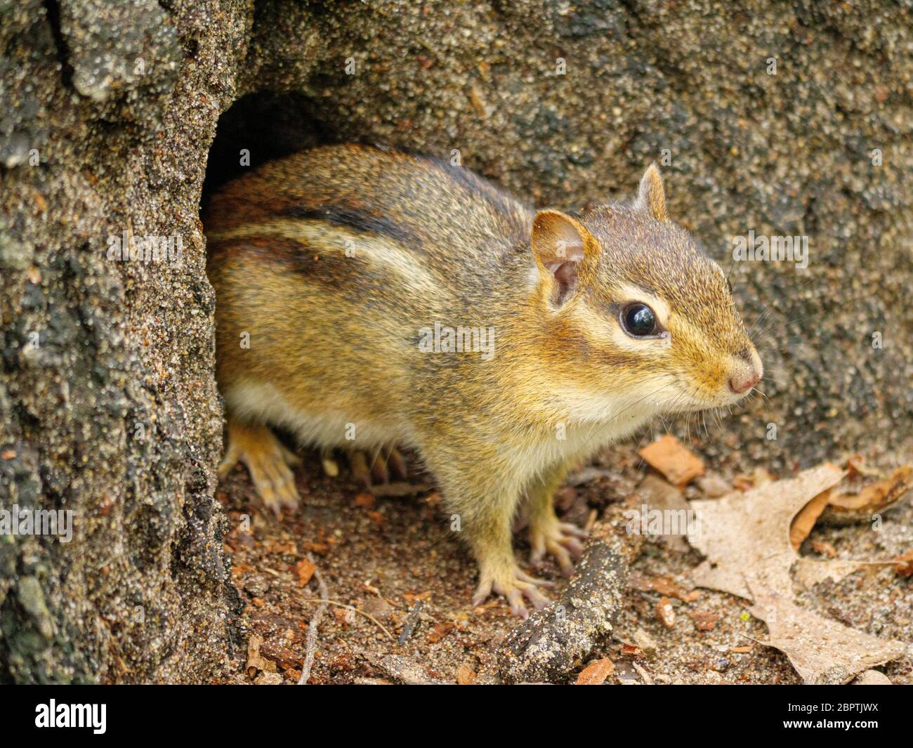 Un chippmungo orientale emerge dal suo foro alla base di un albero. Thatcher Woods Forest Preserve, Cook County, Illinois. Foto Stock