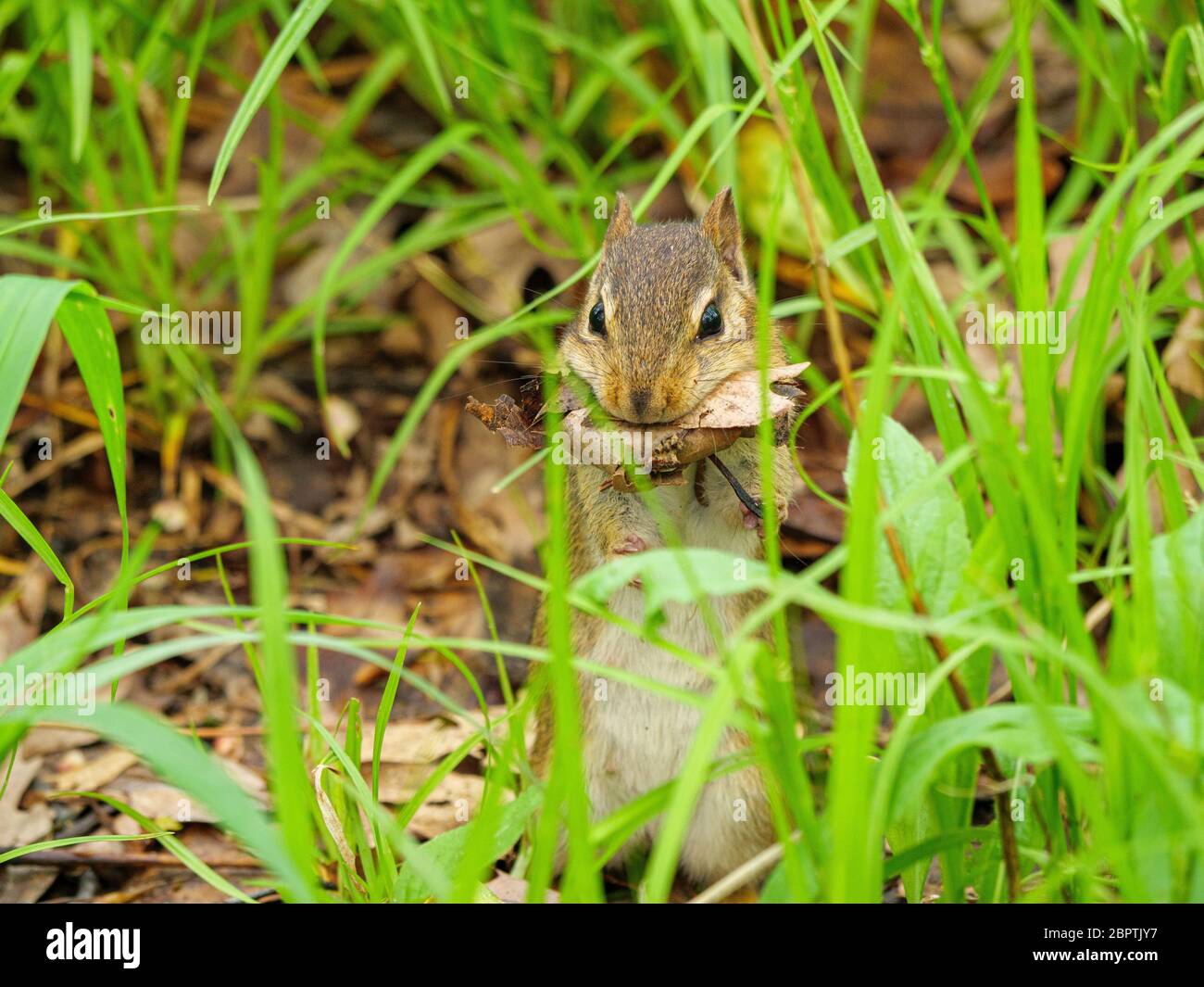 Un cippmungo orientale raccoglie foglie morte per il suo nido. Thatcher Woods Forest Preserve, Cook County, Illinois. Foto Stock