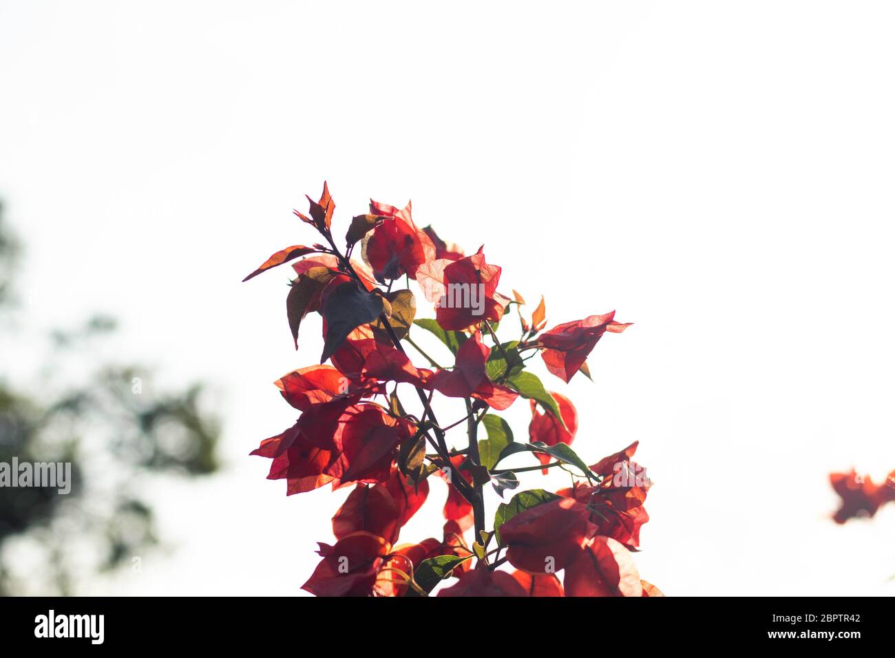 Fiori rossi al tramonto con sfondo sfocato Foto Stock