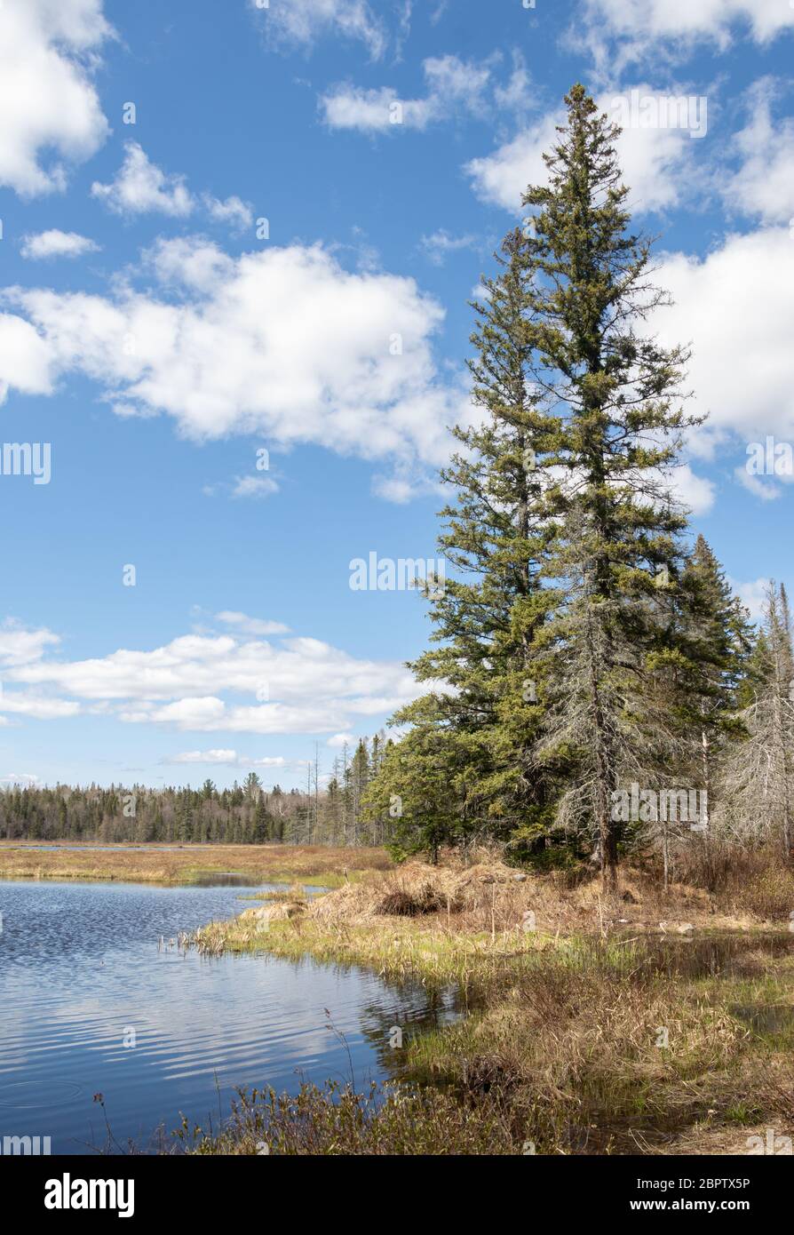 Vegetazione colorata in una palude in primavera in una bella giornata a Muskoka Foto Stock