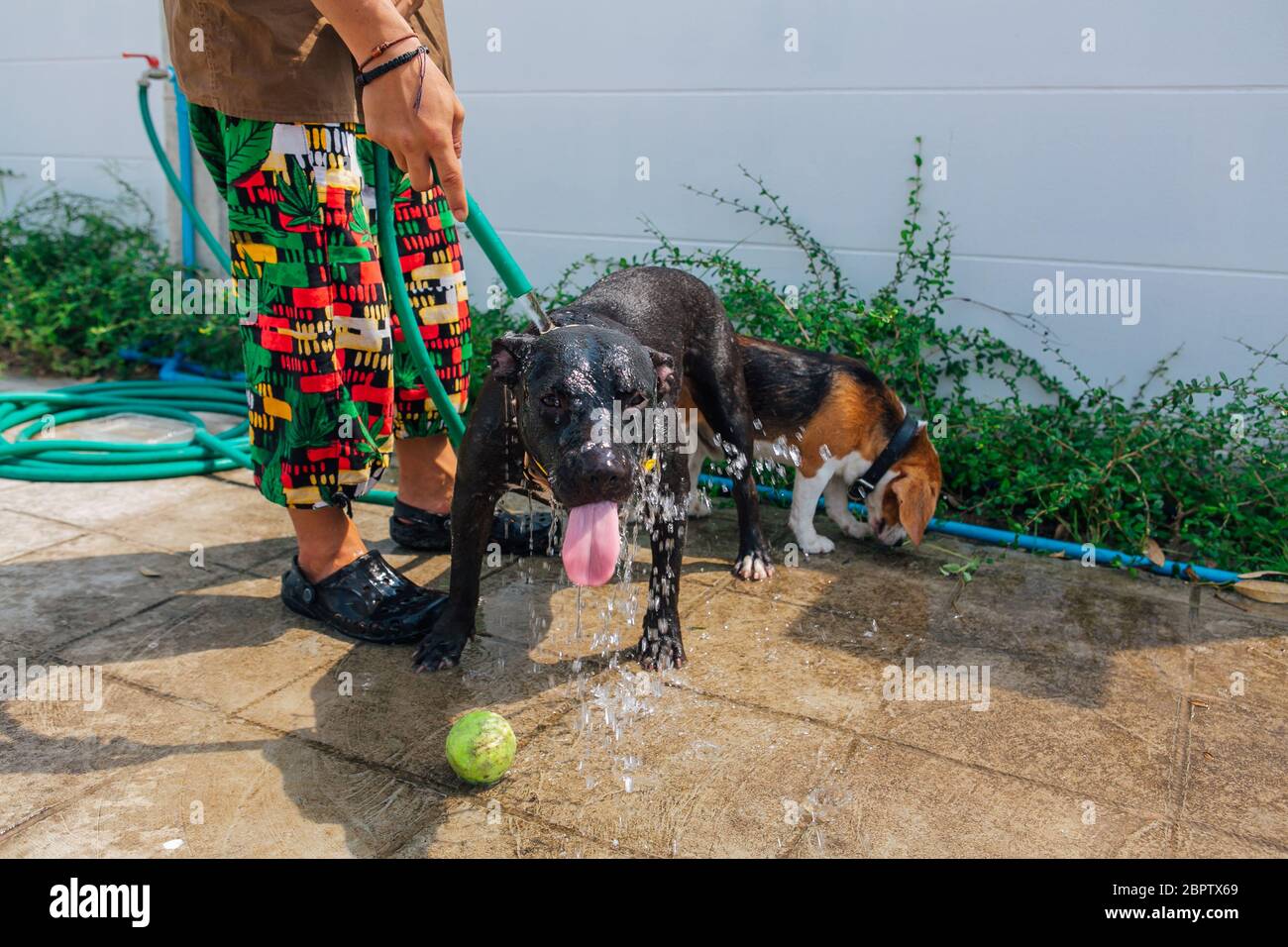 Felice sorridente giovane nero Pitbull cane lavaggio sotto il getto d'acqua con palla da tennis verde Foto Stock