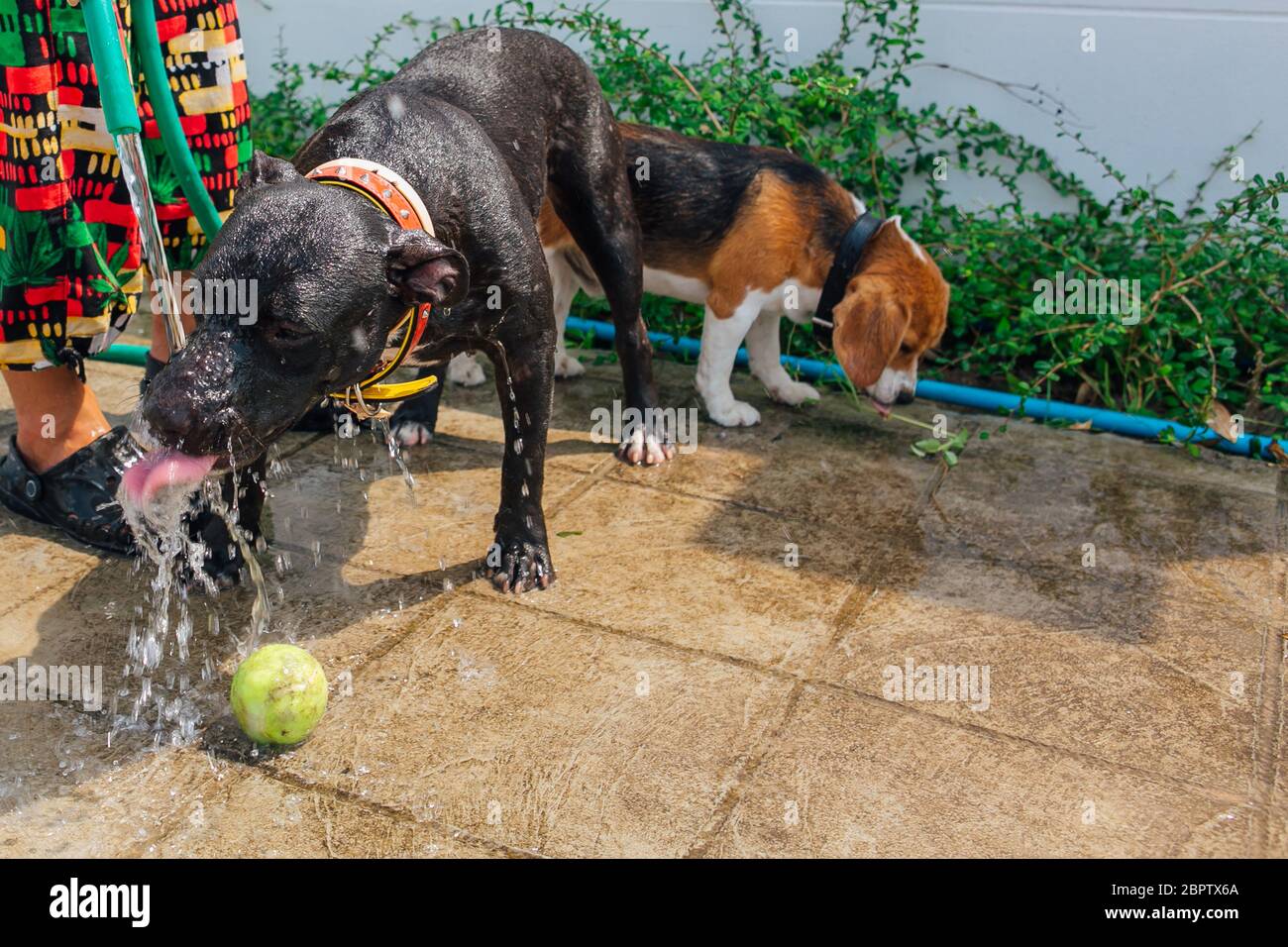 Felice sorridente giovane nero Pitbull cane lavaggio sotto il getto d'acqua con palla da tennis verde Foto Stock