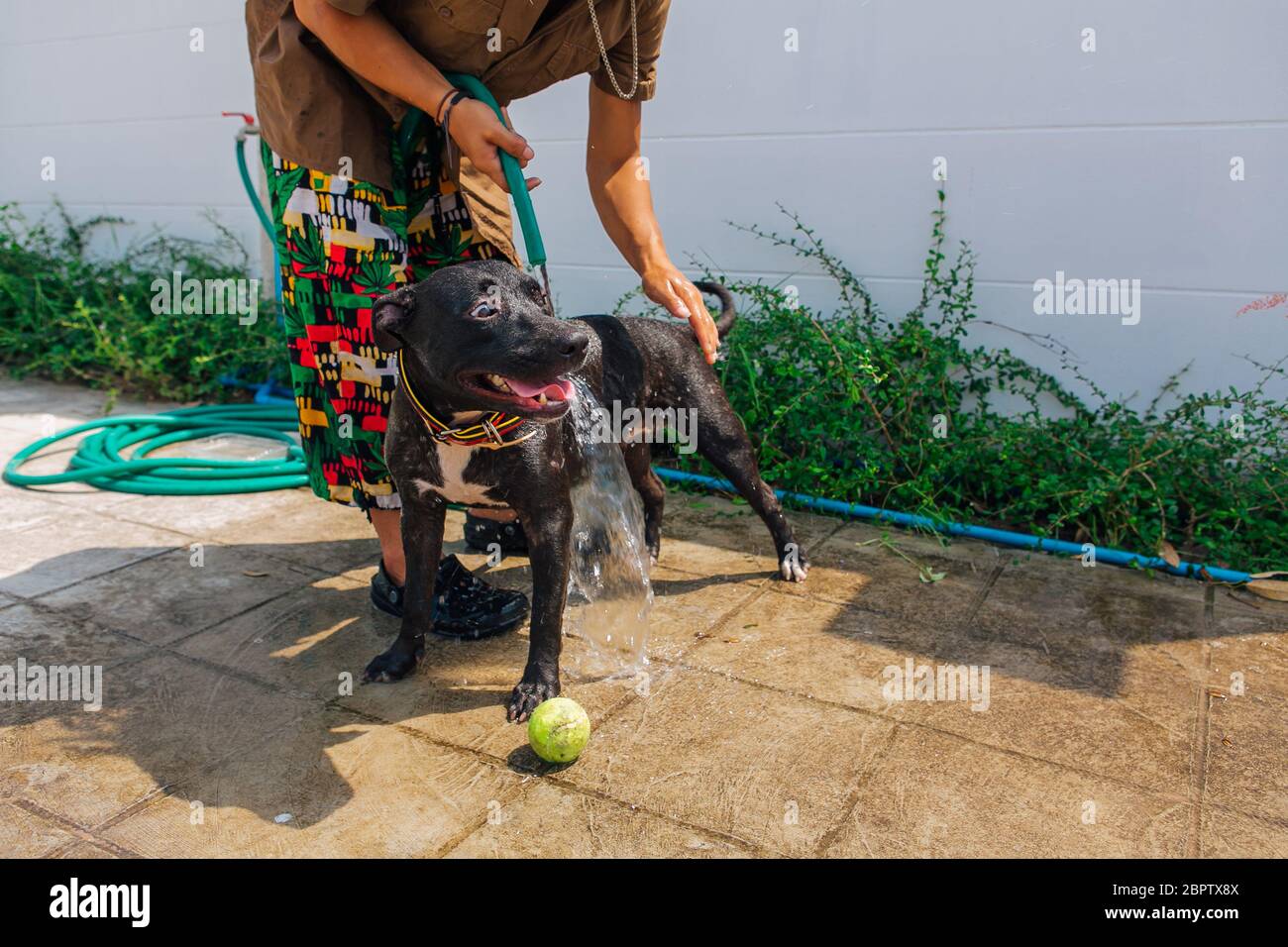 Felice sorridente giovane nero Pitbull cane lavaggio sotto il getto d'acqua con palla da tennis verde Foto Stock