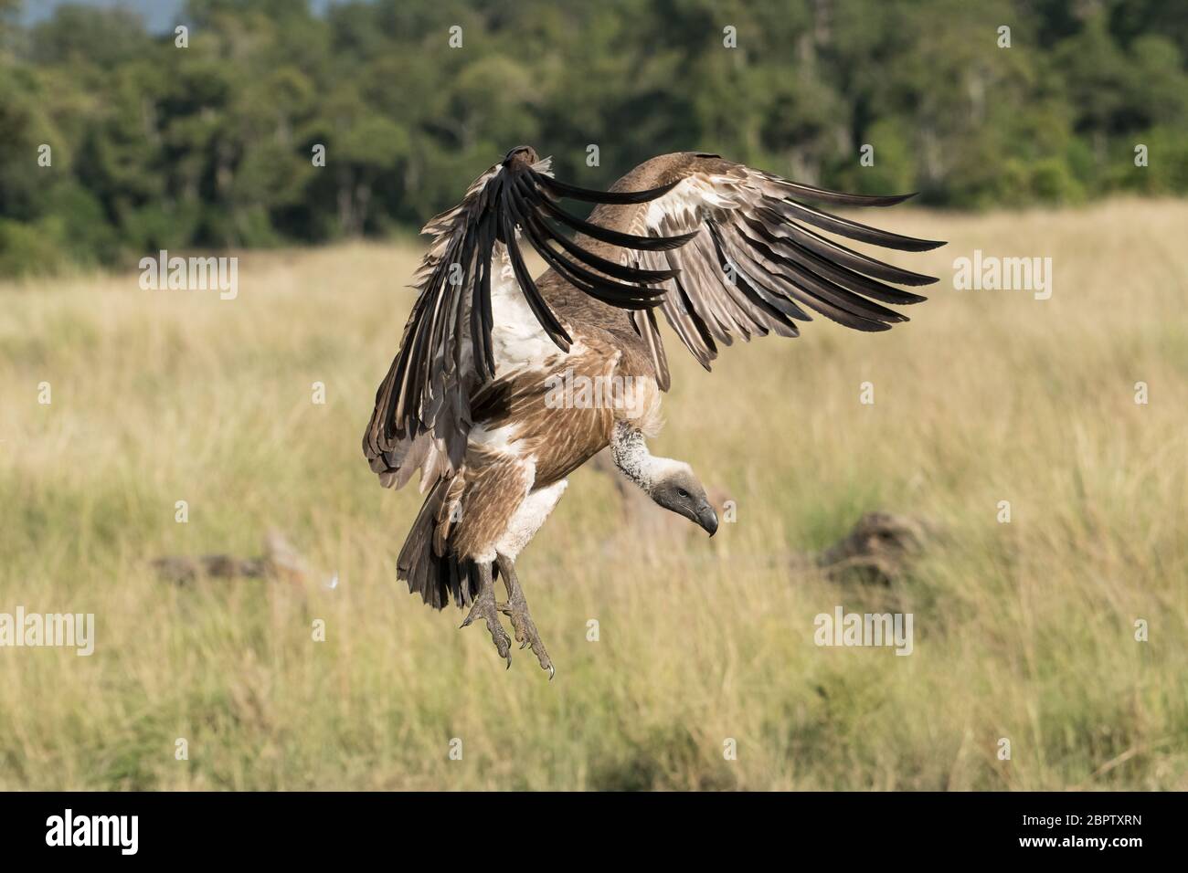 Avvoltoio a schienale bianco in volo che viene a terra su una carcassa morta nella riserva Maasai Mara in Kenya Foto Stock