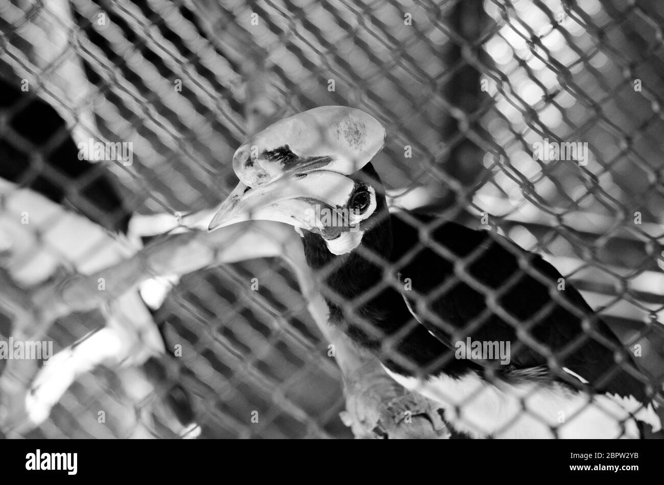 hornbill è vivo la gabbia in modo che non è felice, avrebbe liberato Foto Stock