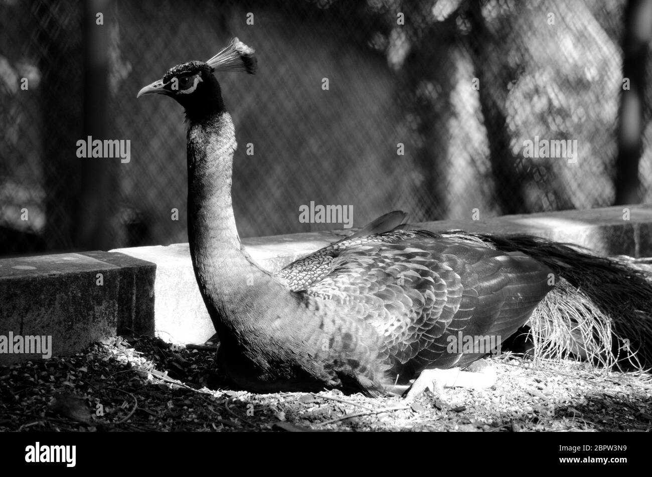 questo è peafonl o peacock degli occhi Foto Stock