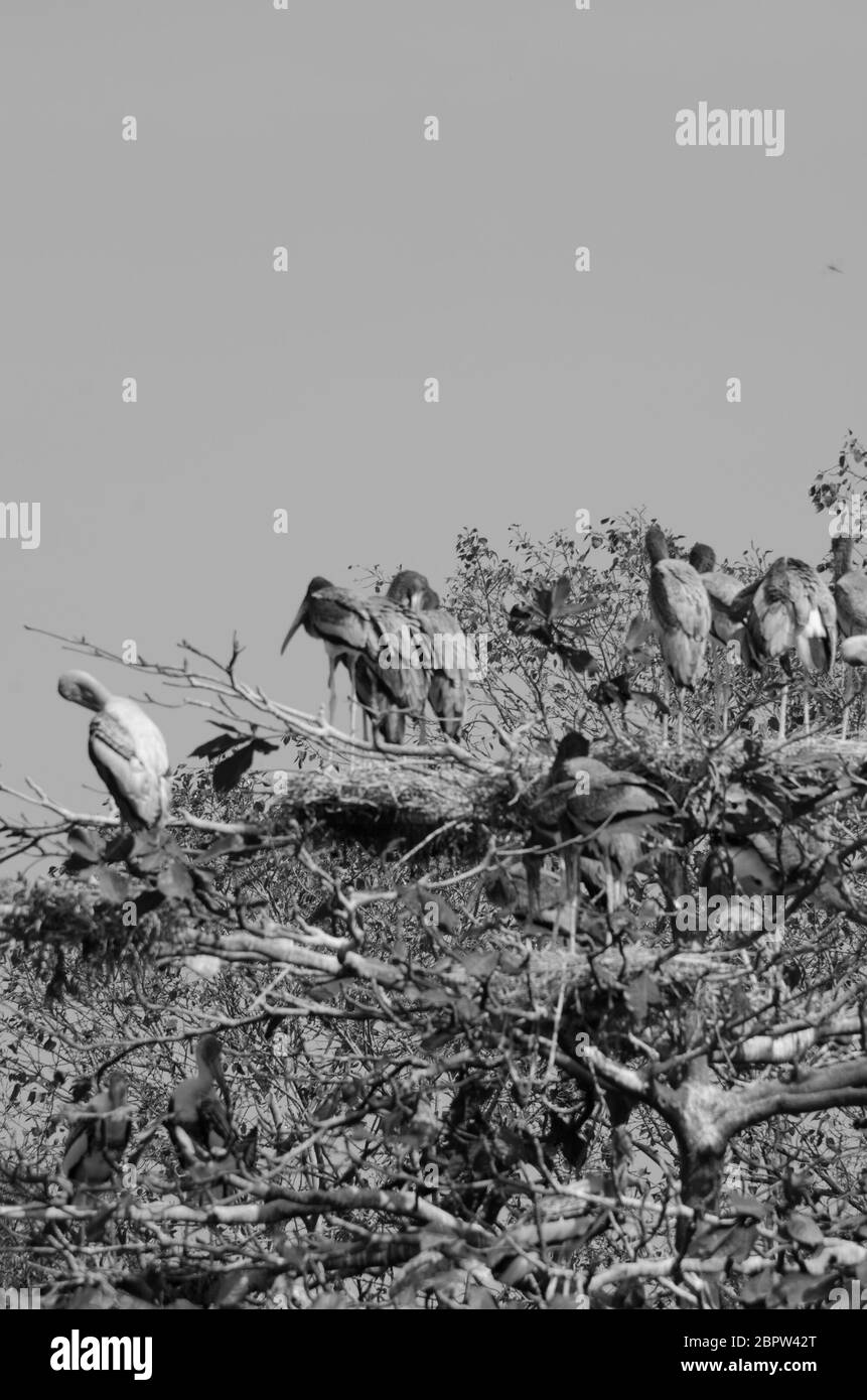 il grande uccello è seduto sull'albero ed è pronto a volare intorno alla foresta Foto Stock