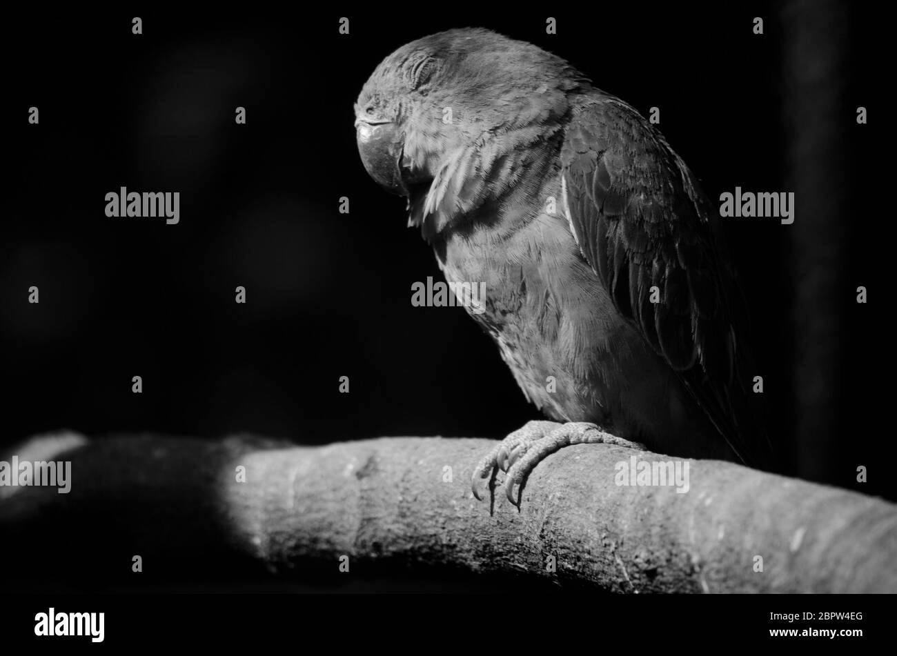 il pappagallo verde è nella gabbia e non è felice Foto Stock