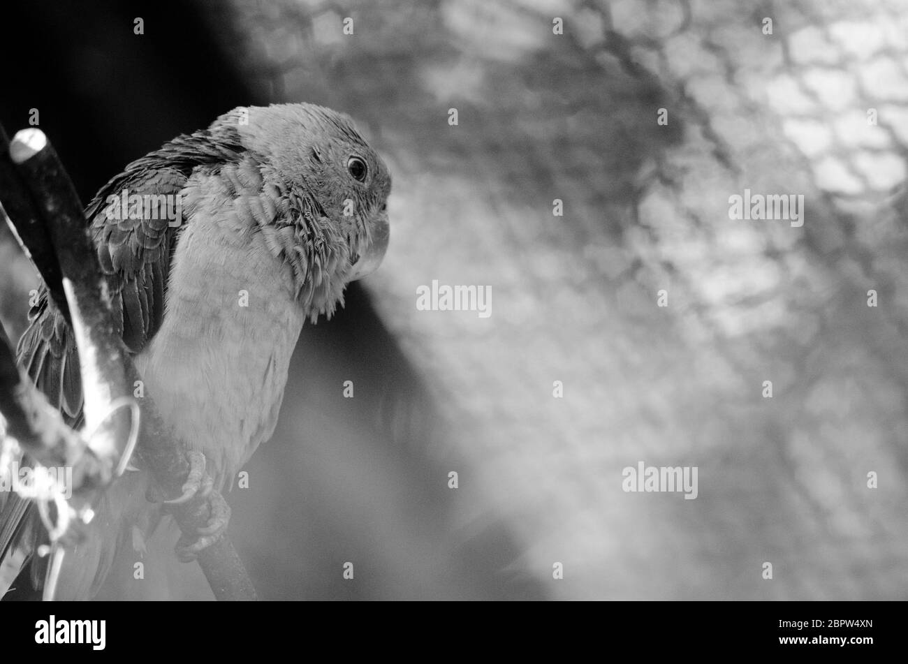 il pappagallo verde è nella gabbia e non è felice Foto Stock