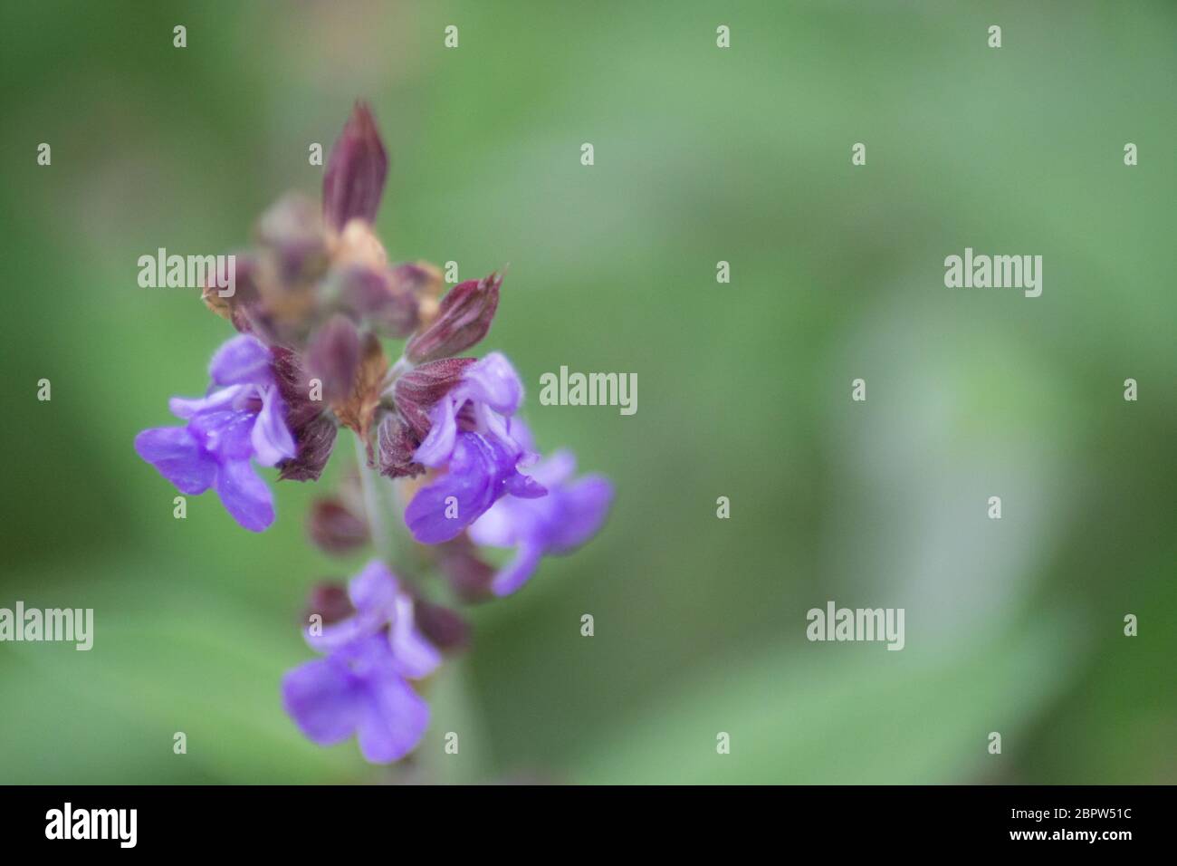 Salvia officinalis in giardino, fiore blu in primavera, natura all'aperto, pianta a base di erbe per il tè, fuoco selettivo Foto Stock