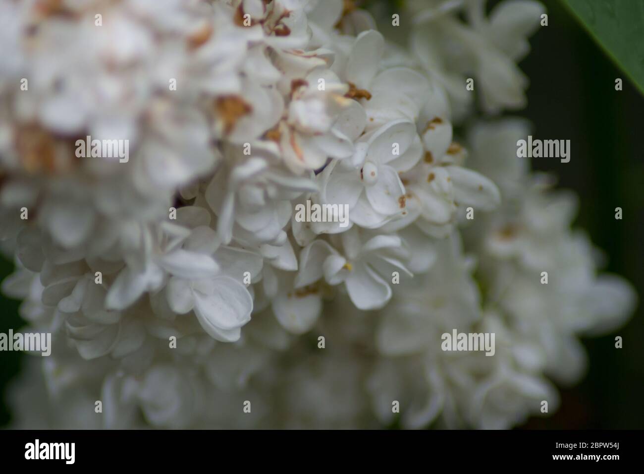 Primo piano di fiori bianchi lilla in fiore, fioritura in primavera, macro natura all'aperto, stagionale, sfondo verde, Syringa vulgaris Foto Stock