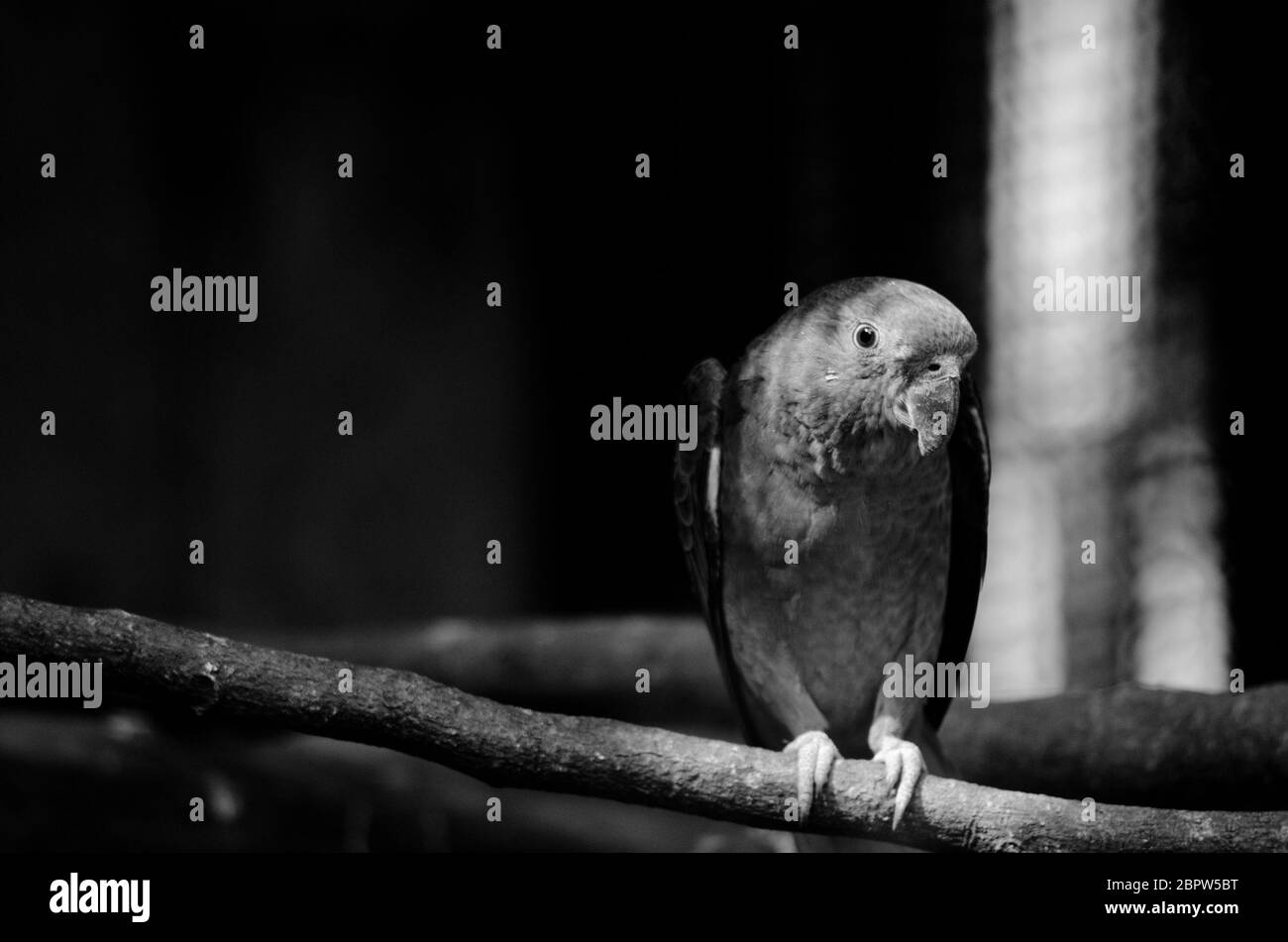 il pappagallo verde è nella gabbia e non è felice Foto Stock