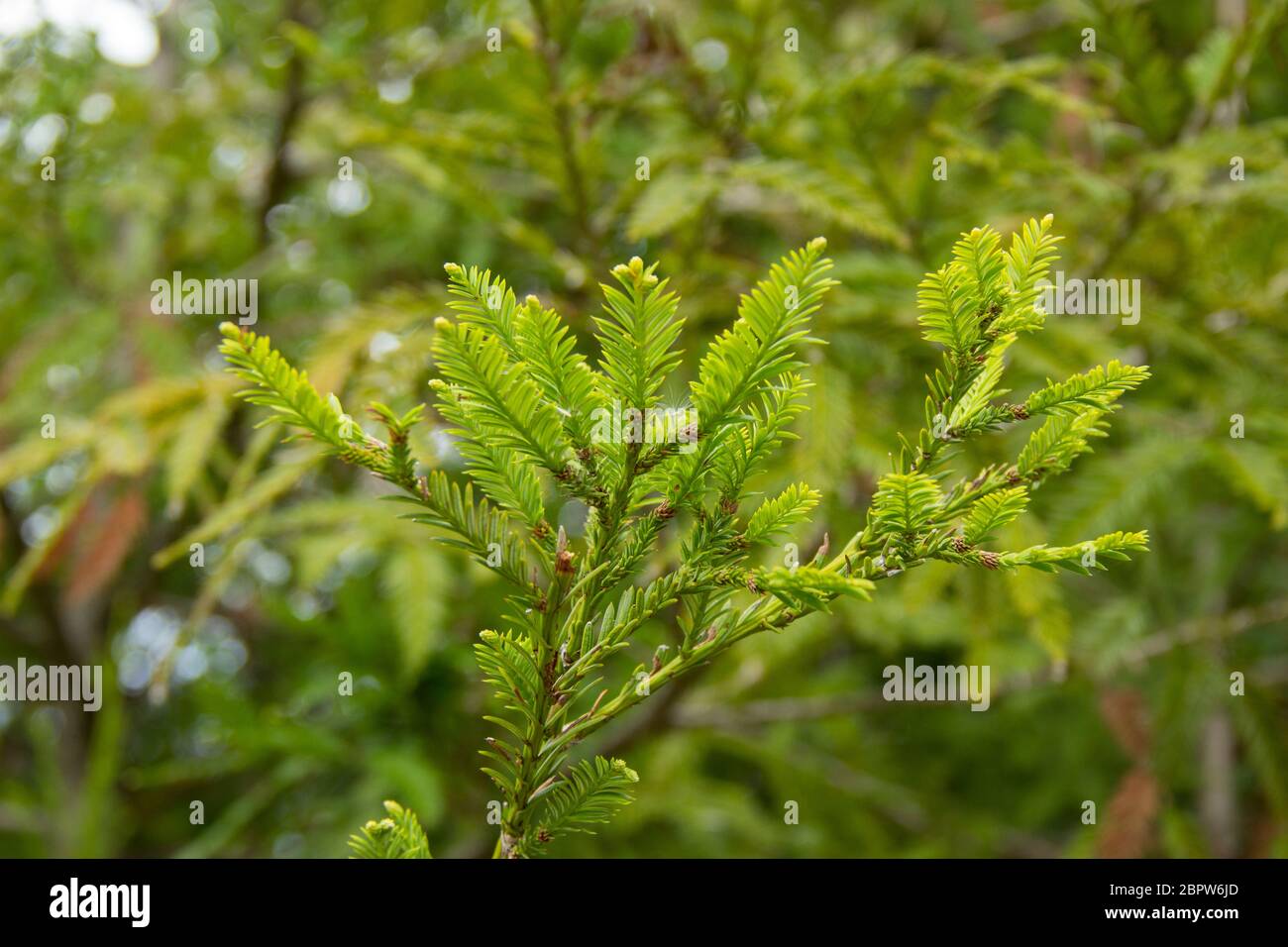 I sempervirens di Sequoia, rami in luce del sole. Spazio di copia Foto Stock