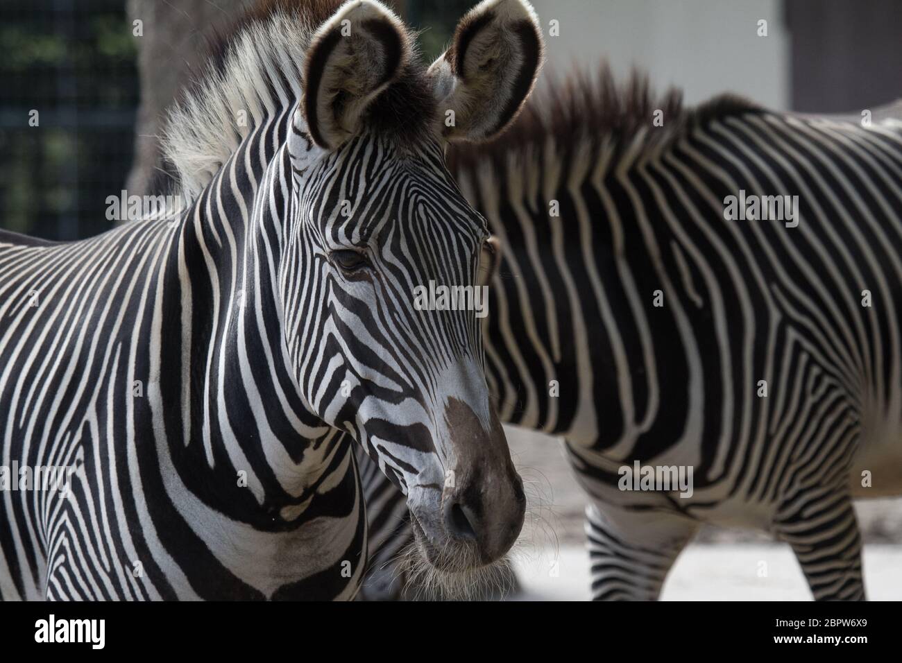 Ritratto di una zebra con parti sfocate di un'altra zebra dietro Foto Stock