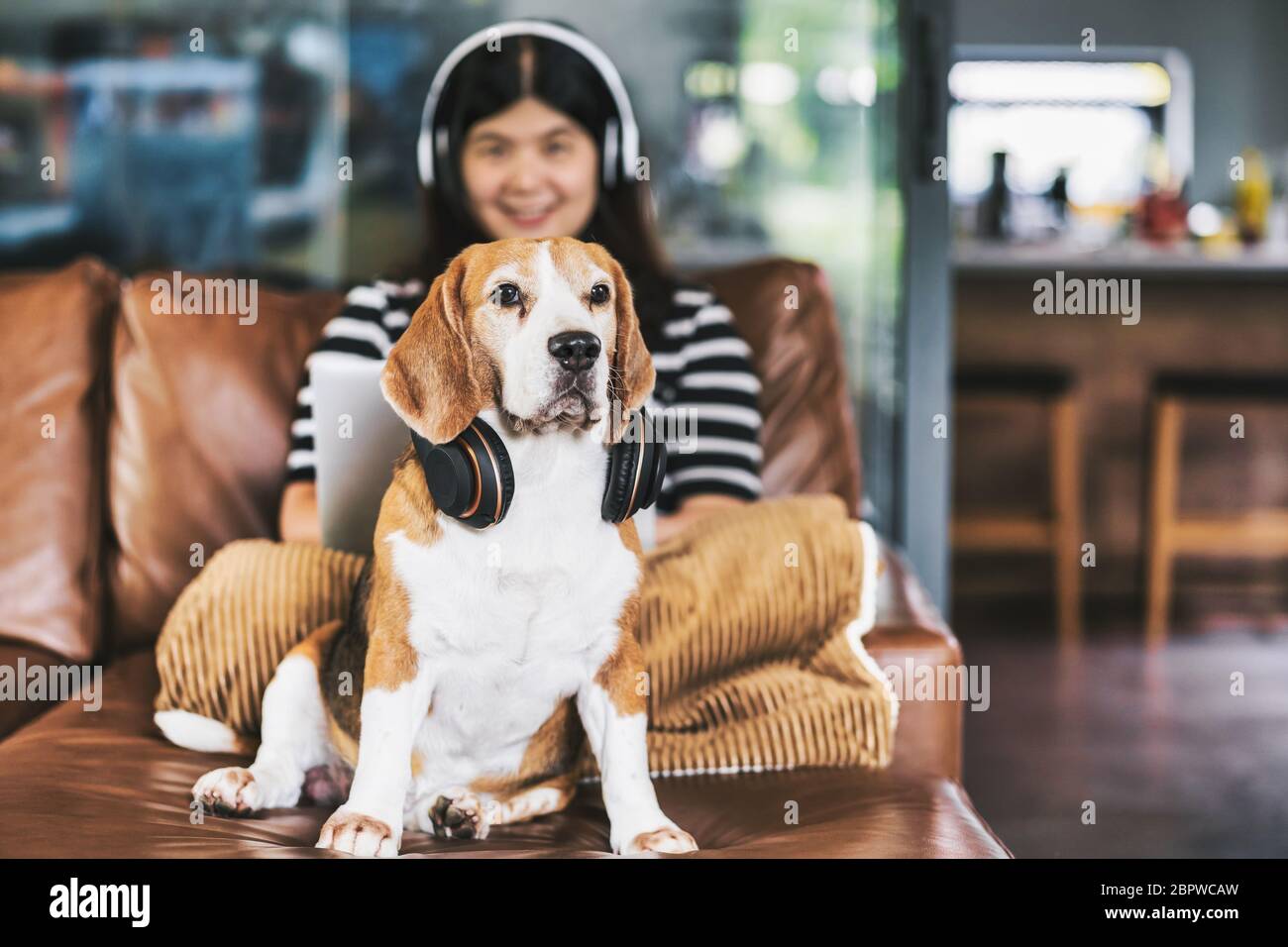 Closeup Beagle cane indossare cuffie e seduta con la donna asiatica d'affari utilizzando tecnologia laptop e auricolare per lavorare da casa in casa interna Foto Stock Closeup Beagle cane indossare cuffie e seduta con la donna asiatica d'affari utilizzando tecnologia laptop e auricolare per lavorare da casa in casa interna Foto Stock
