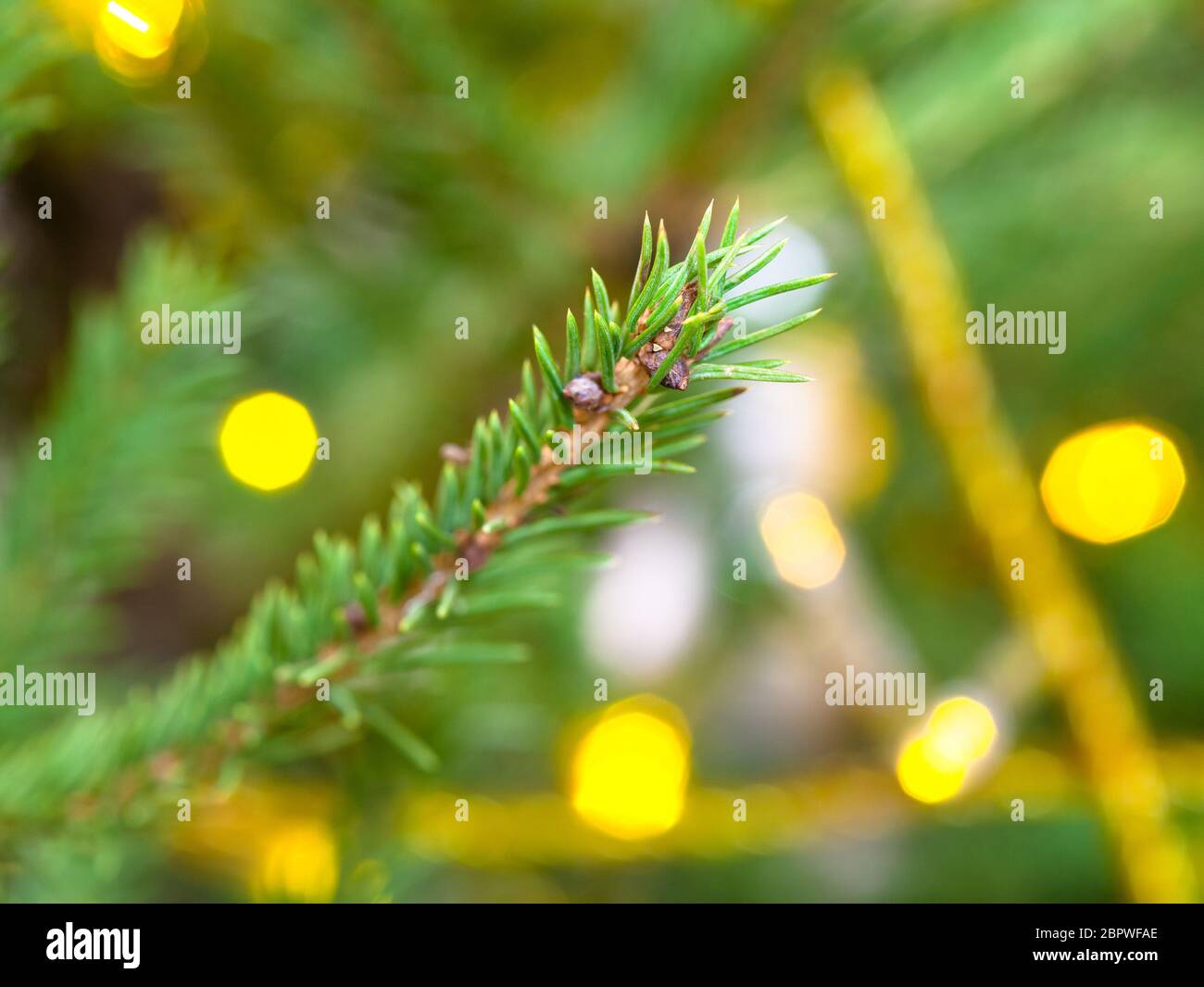ramoscello verde di primo piano naturale dell'albero di natale e sfondo sfocato con una stringa gialla chiara al coperto Foto Stock