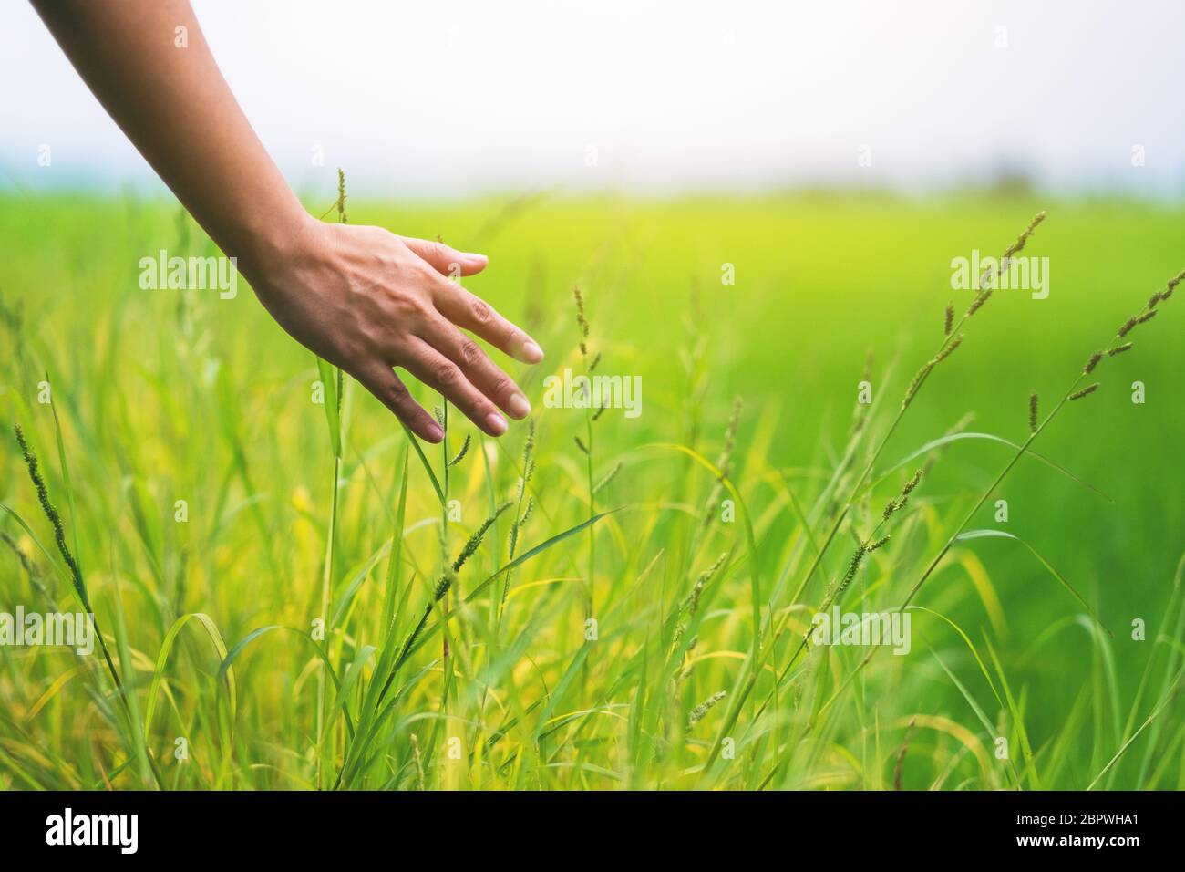 Primo piano immagine di una donna di mano toccando il riso in un campo Foto Stock