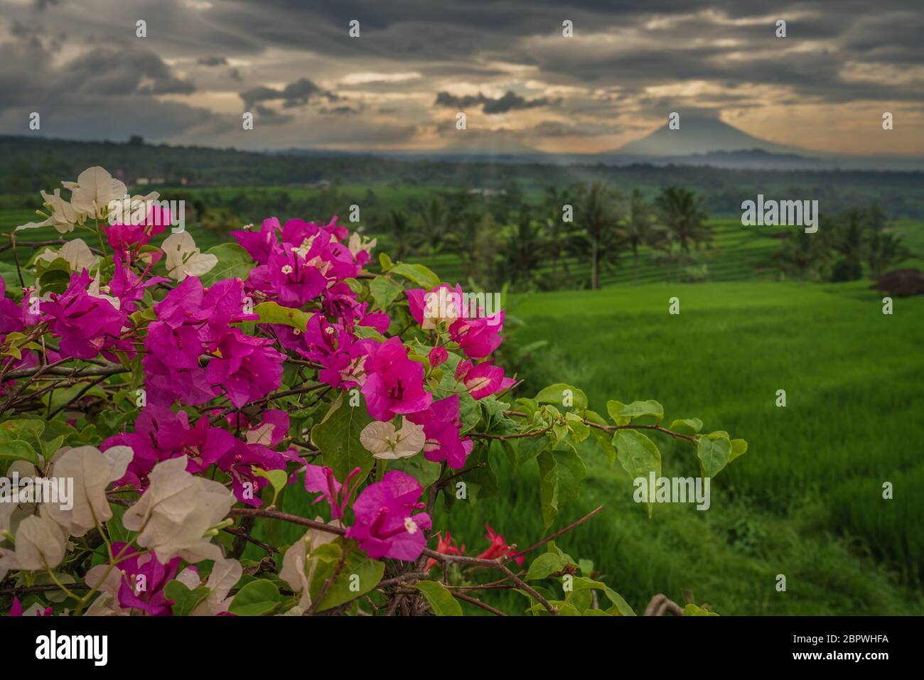 Le terrazze di riso di Jatiluwih in una mattina nuvolosa. Fiori colorati di bougainville in primo piano delle risaie a terrazze di Jatiluwih, e il Monte Agung Foto Stock