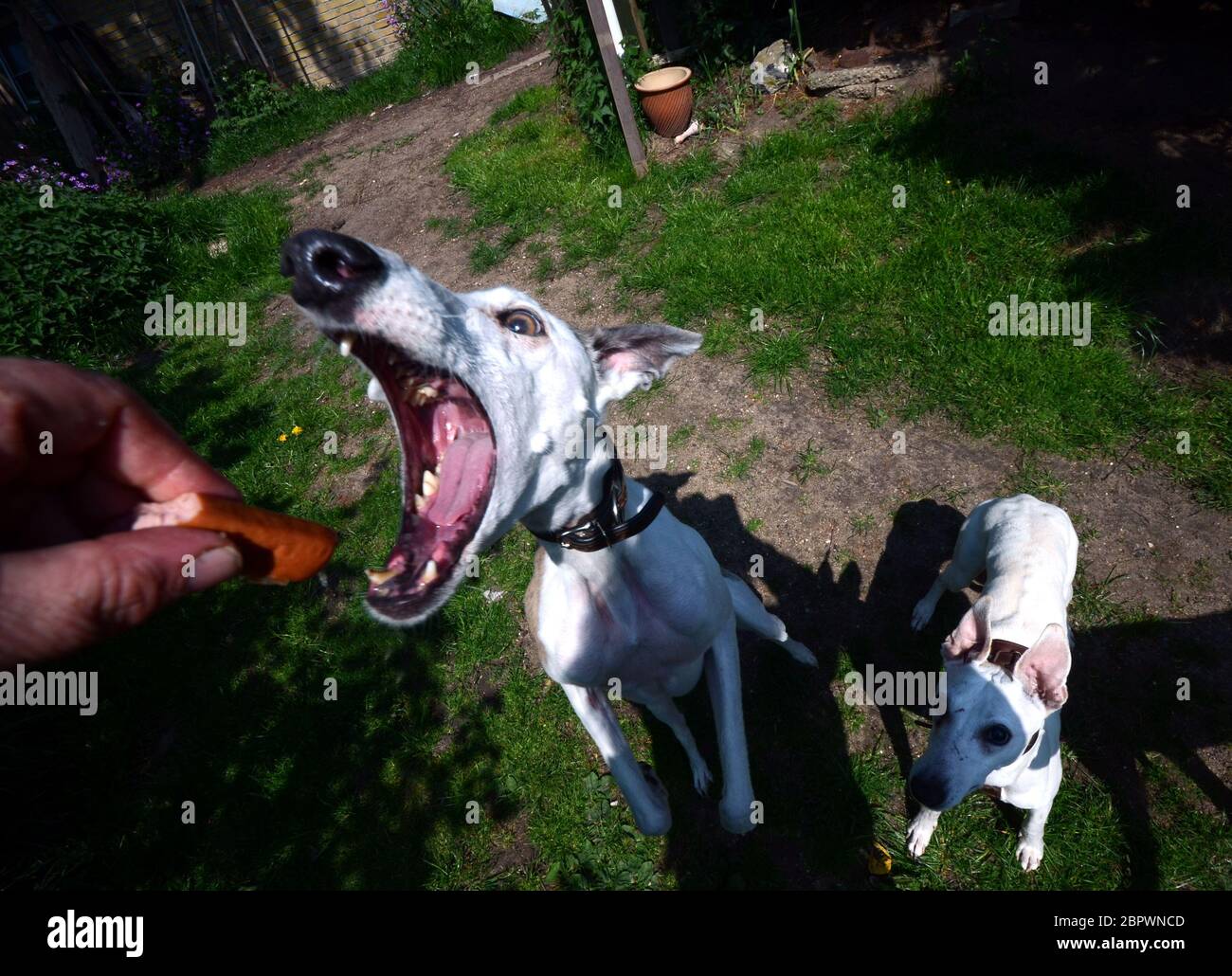 Un cane affamato con salti per una salsiccia. Foto Stock