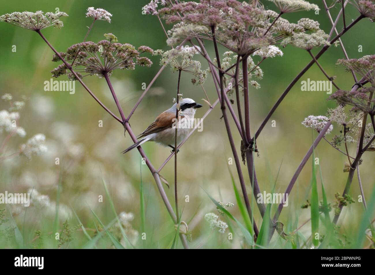 Neuntöter (Lanius collurio) Männchen im Saarland nahe Losheim im Agosto. Foto Stock