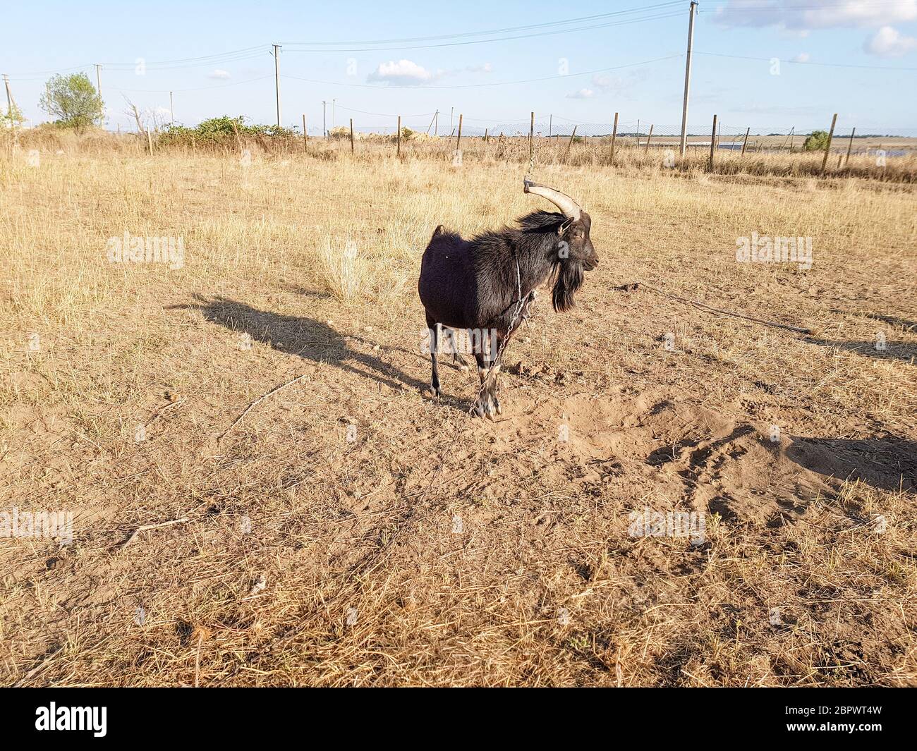 Una capra marrone enorme con corna lunghe in un cortile del villaggio nell'est. Foto Stock