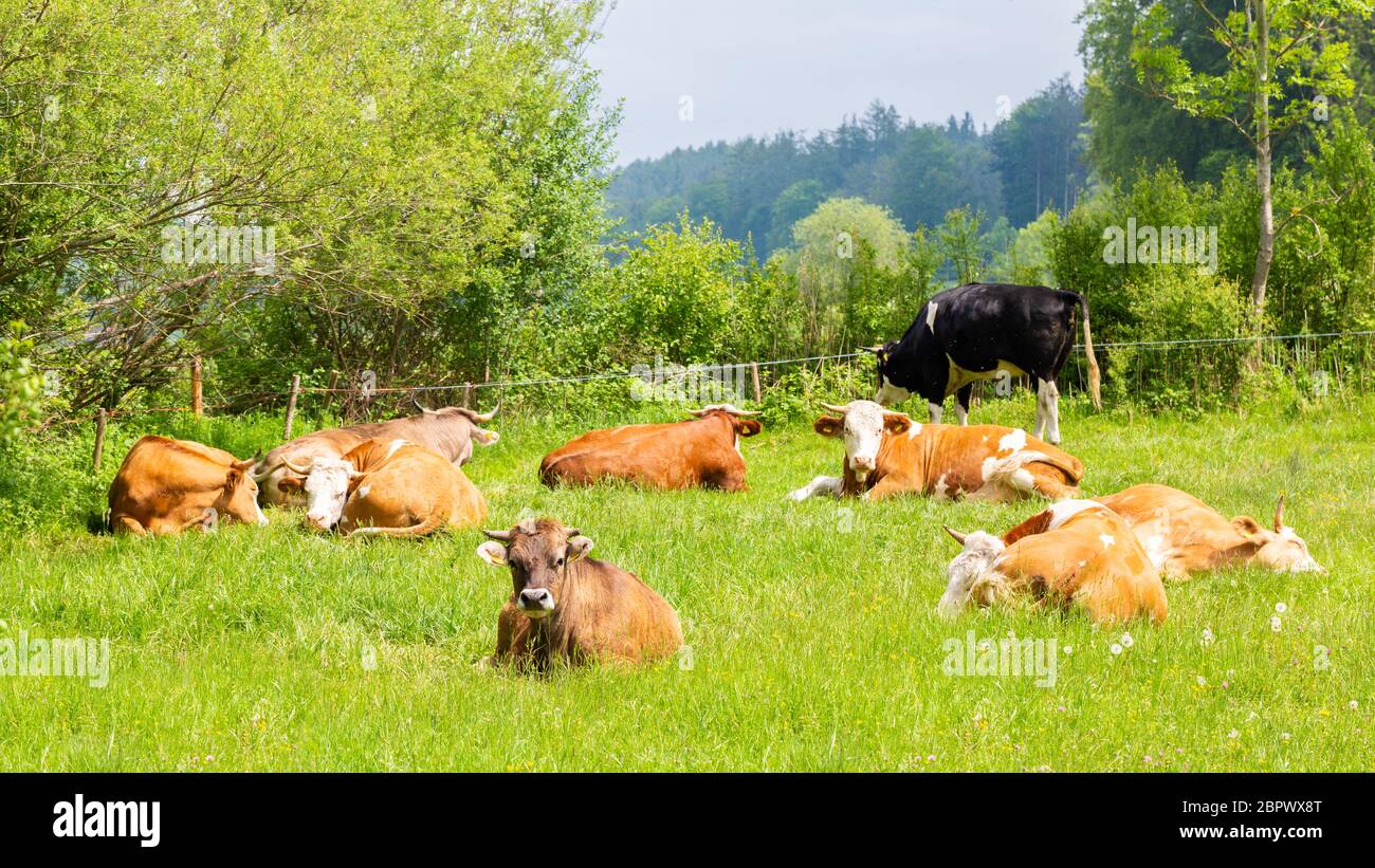 Gruppo di vacche da latte marrone - bianche che riposano in un pascolo. Lussureggiante paesaggio bavarese. Simbolo per la produzione di bestiame, agricoltura, latte e carne bovina Foto Stock