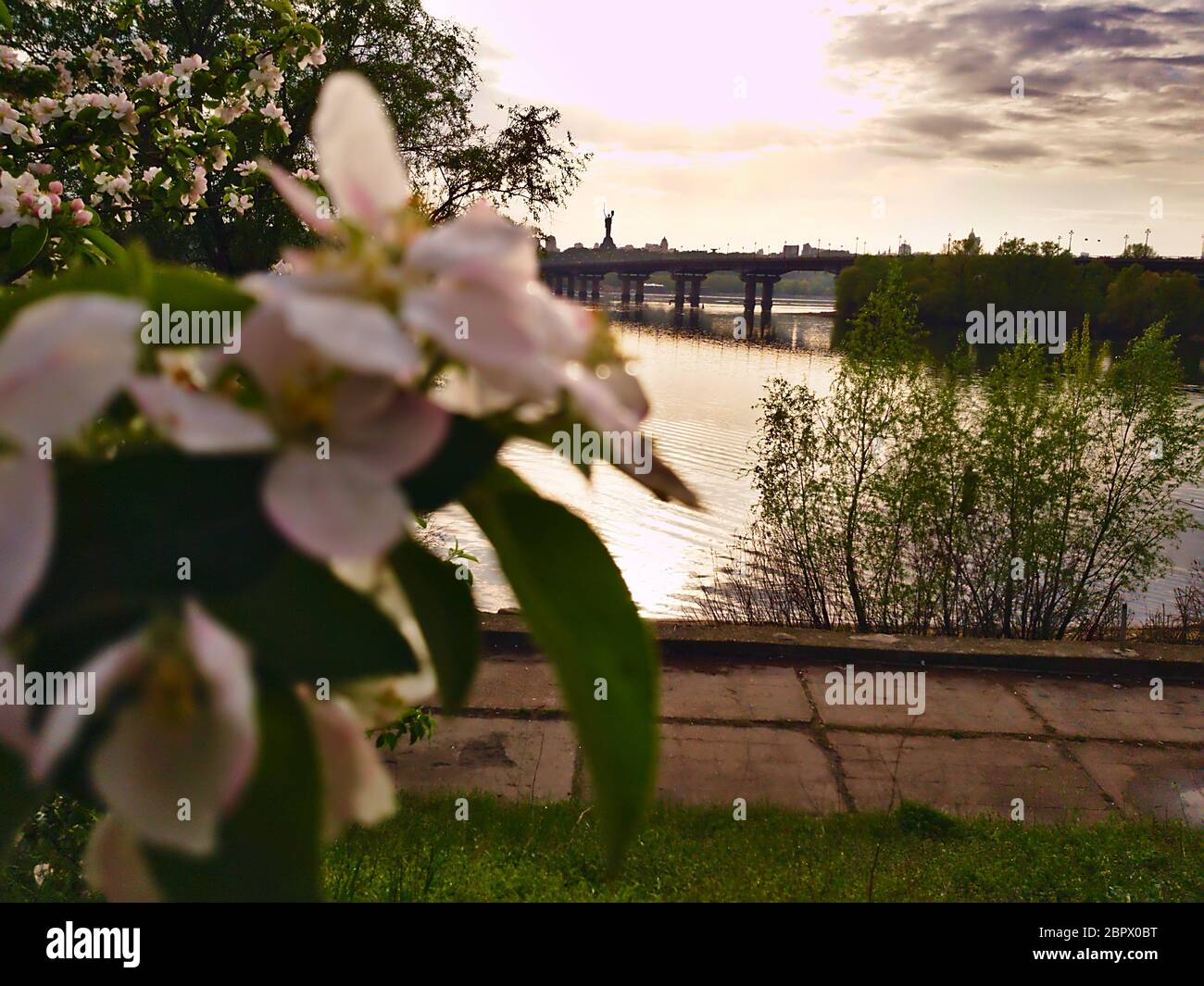 Foto di fiori di mela sullo sfondo di un ampio fiume Dnipro a Kiev e guardando la riva opposta e il ponte Foto Stock