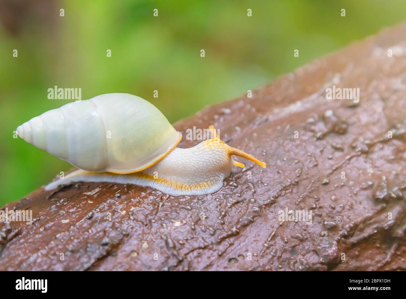 Lumaca bianca che strisciano in foresta tropicale su legno artificiale da cemento Foto Stock